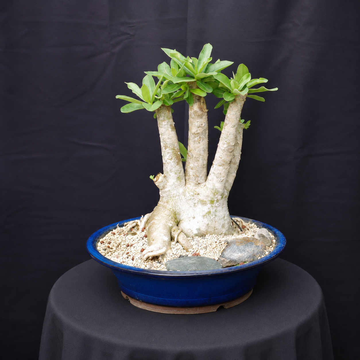 Adenium Obesum Rose du désert