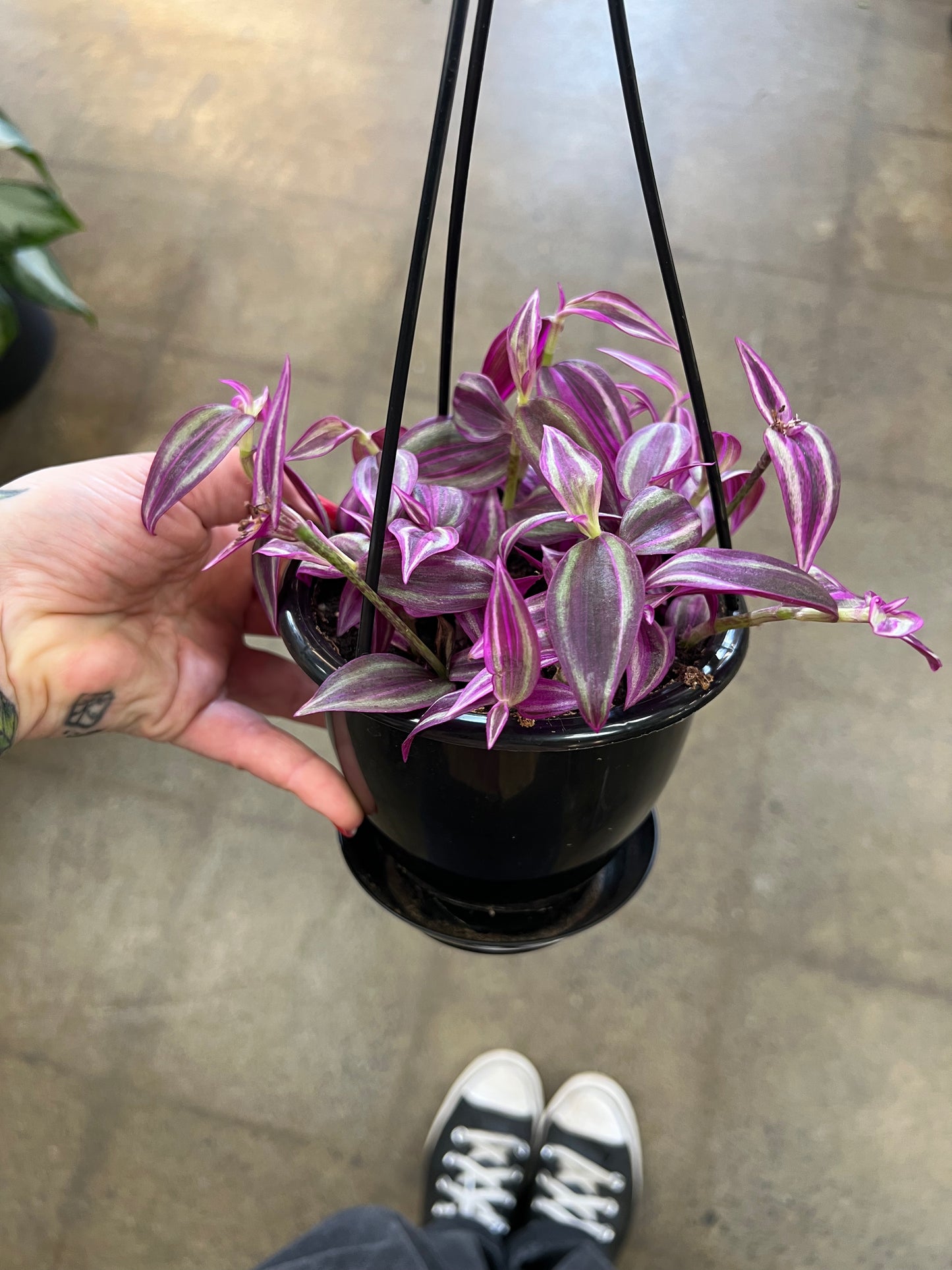 Tradescantia Pink Paradise