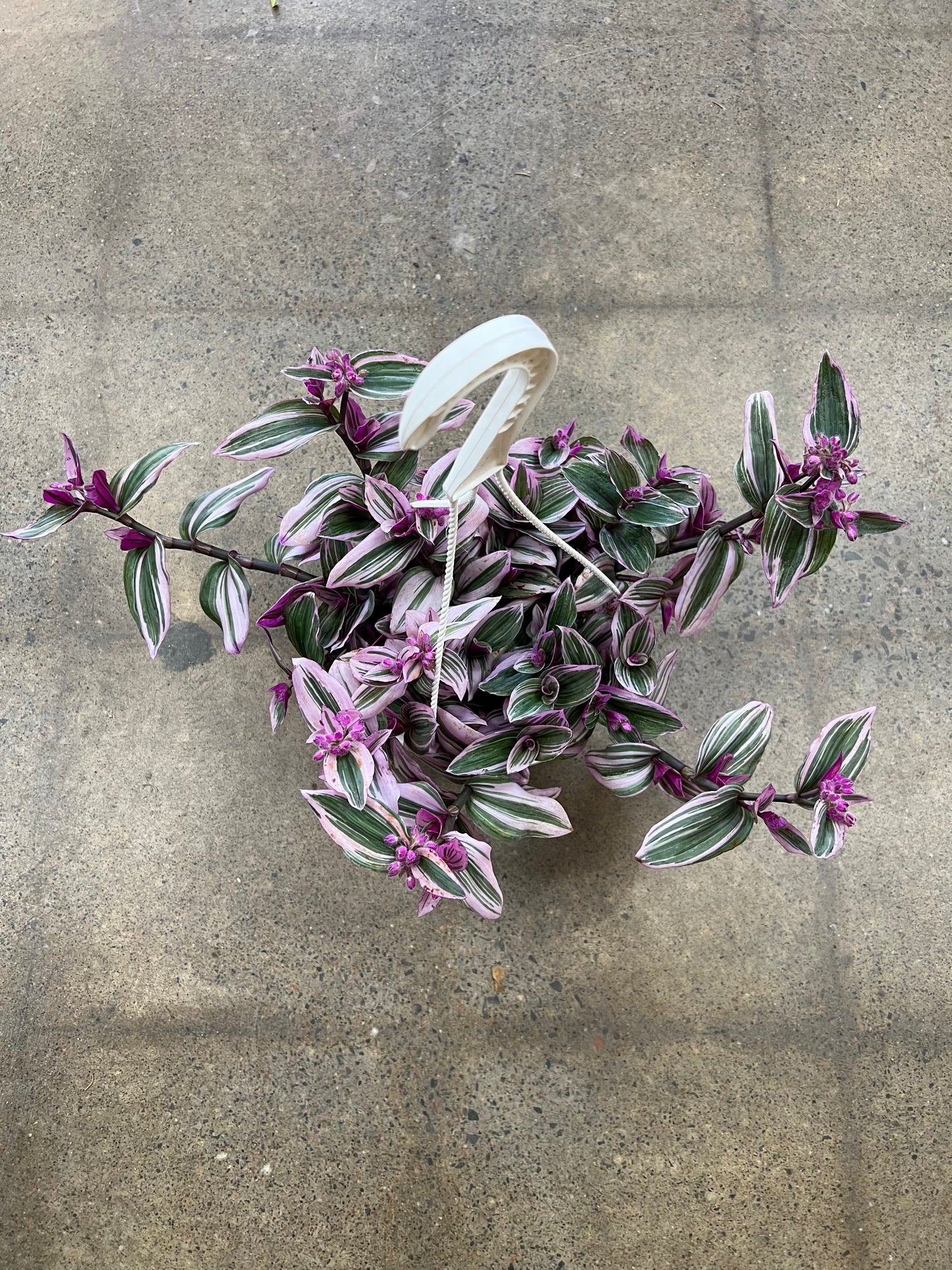 Tradescantia Nanouk