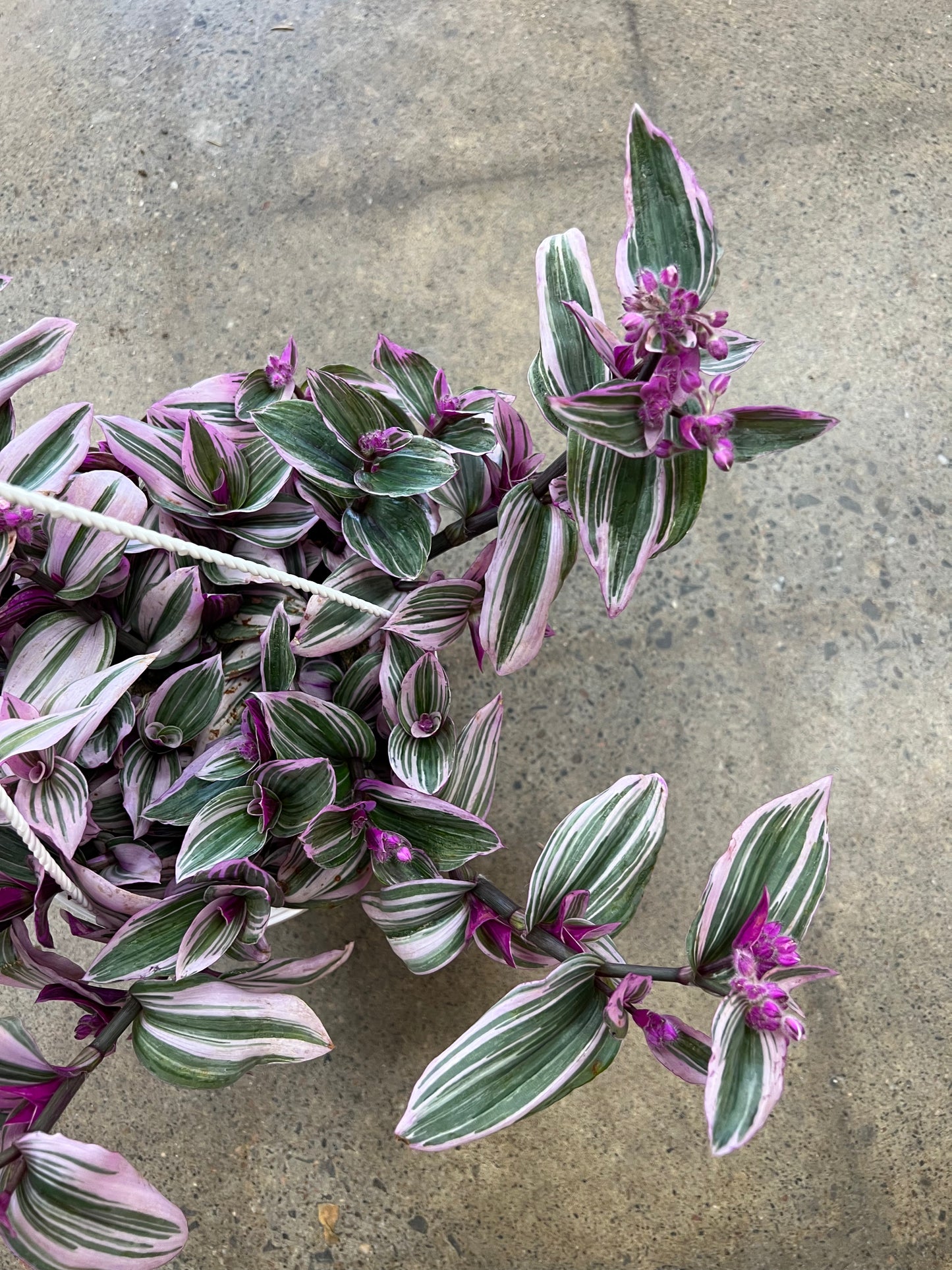 Tradescantia Nanouk
