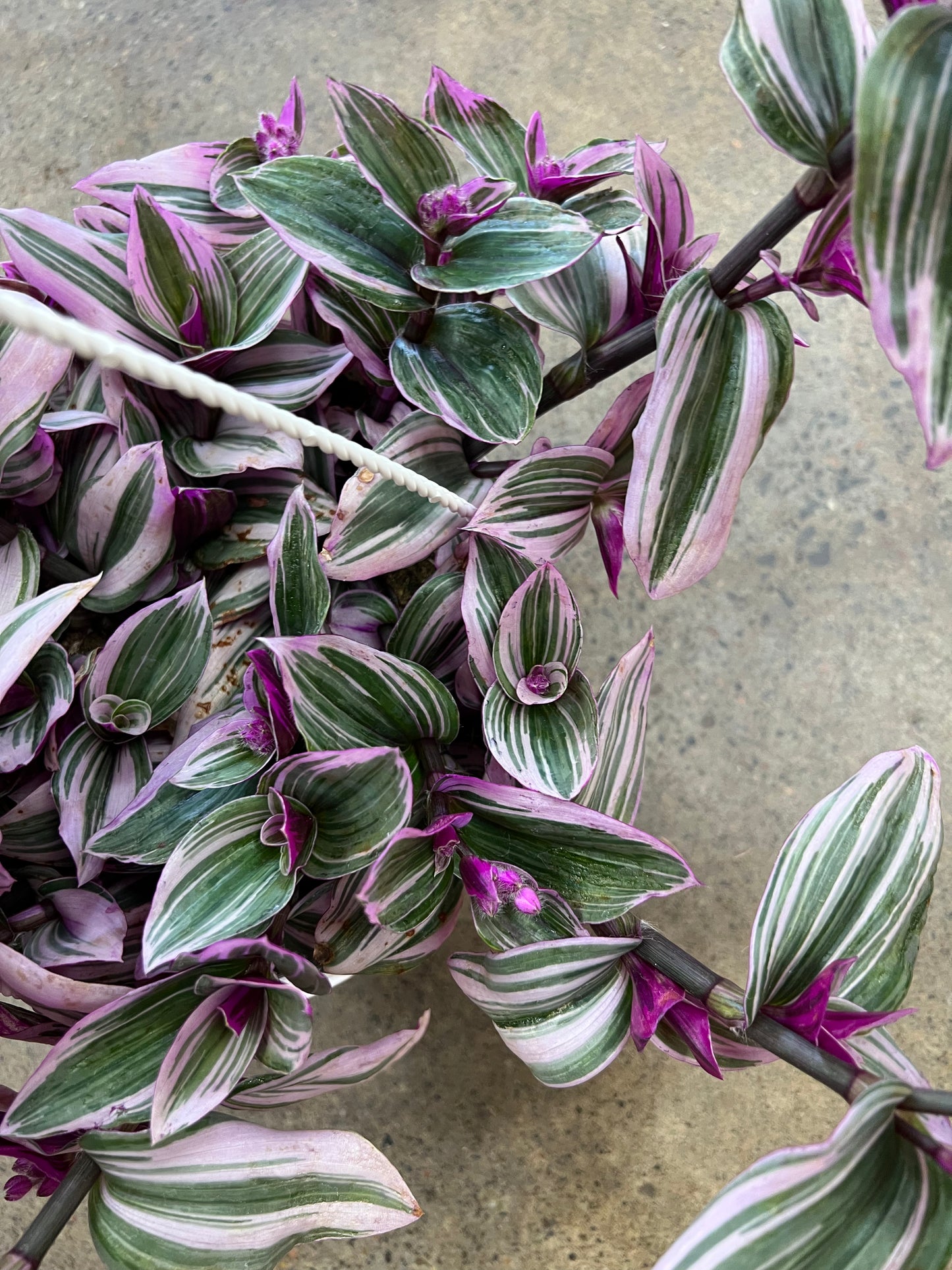 Tradescantia Nanouk