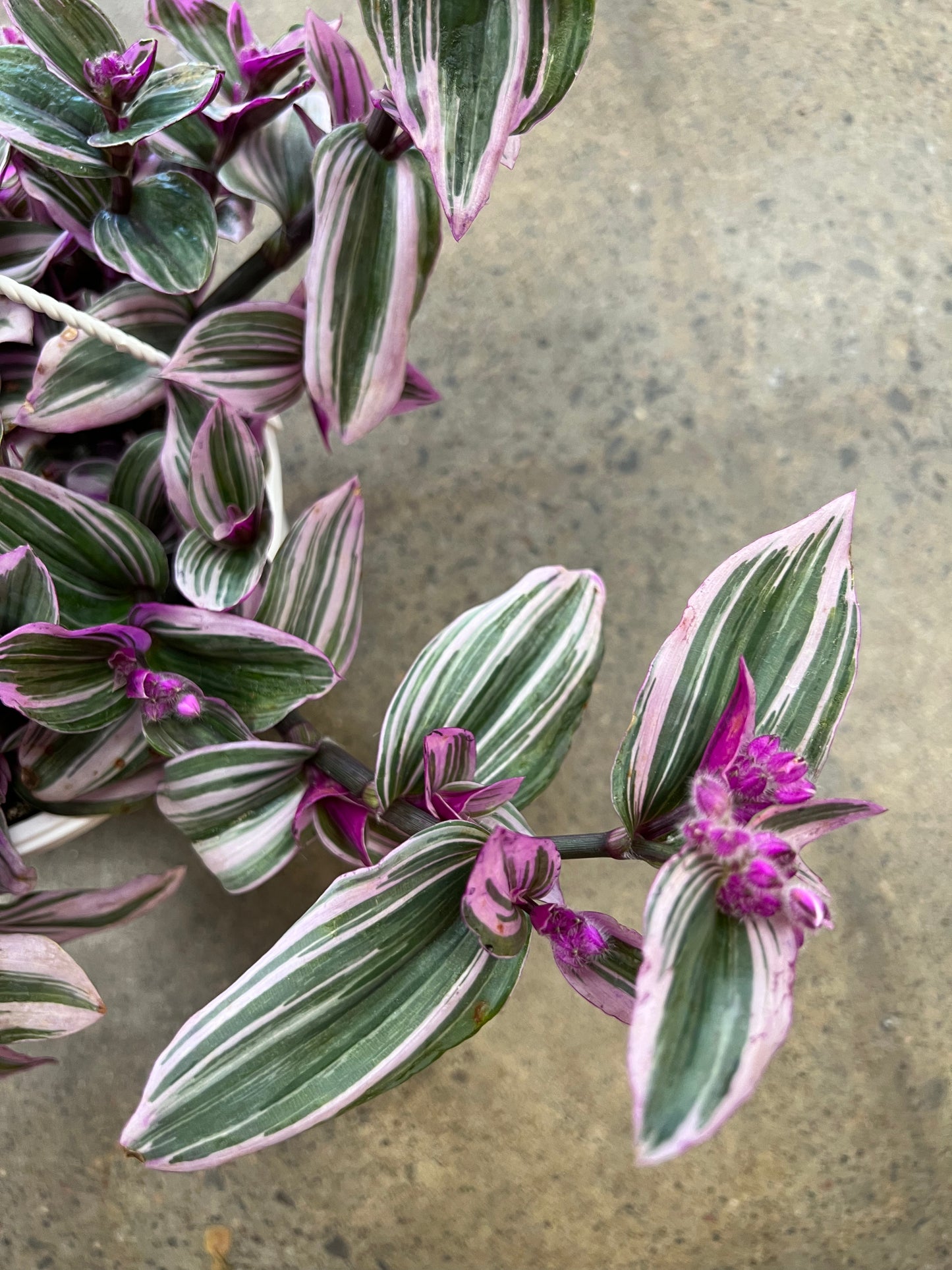 Tradescantia Nanouk