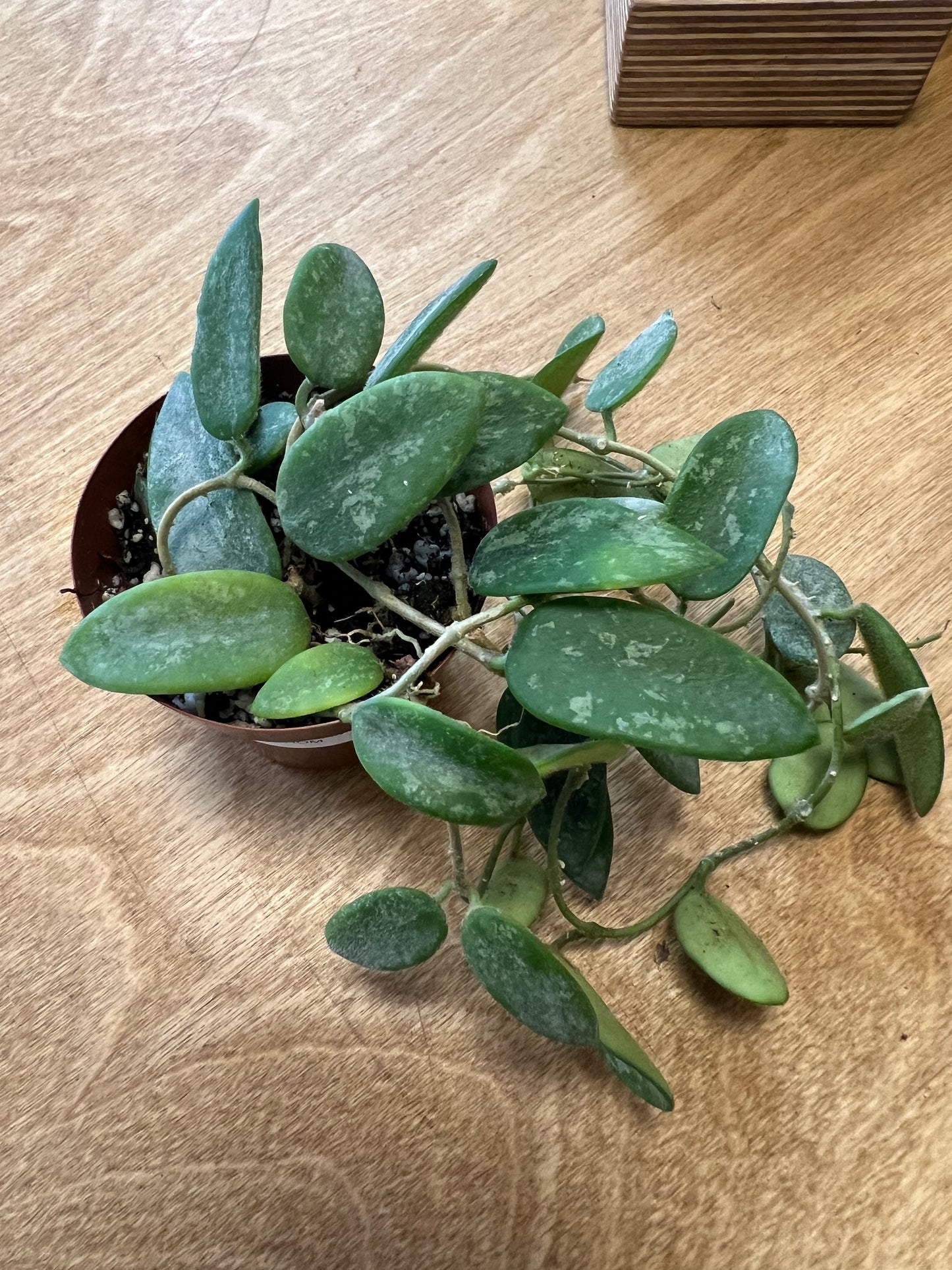 Hoya Thomsonii Splash
