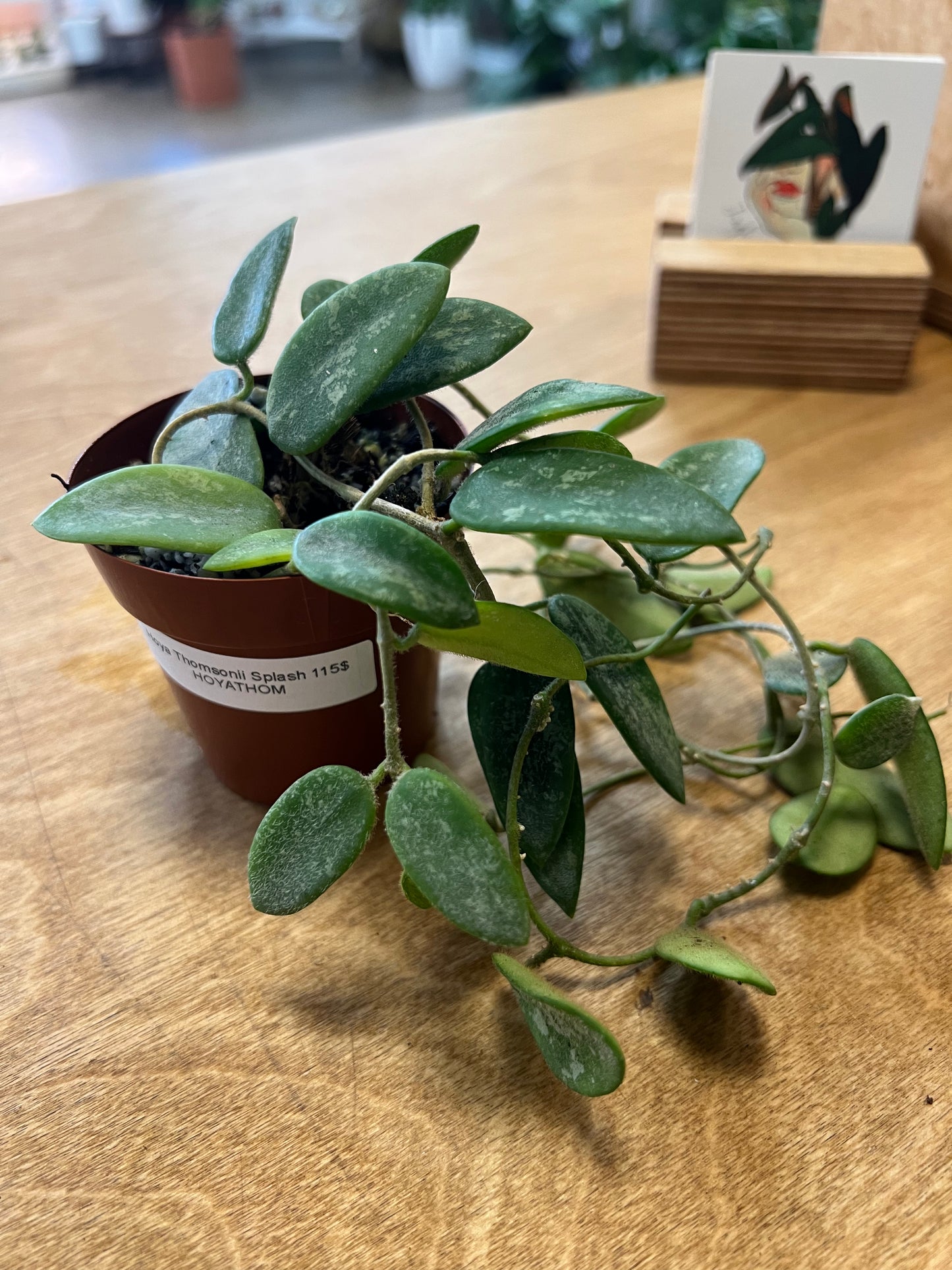 Hoya Thomsonii Splash