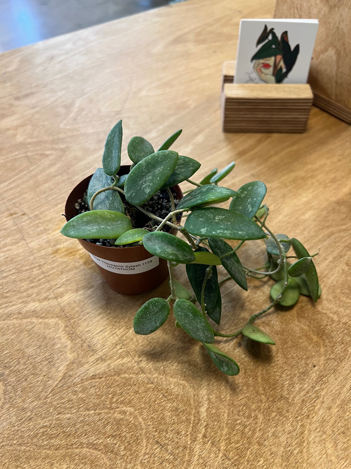 Hoya Thomsonii Splash