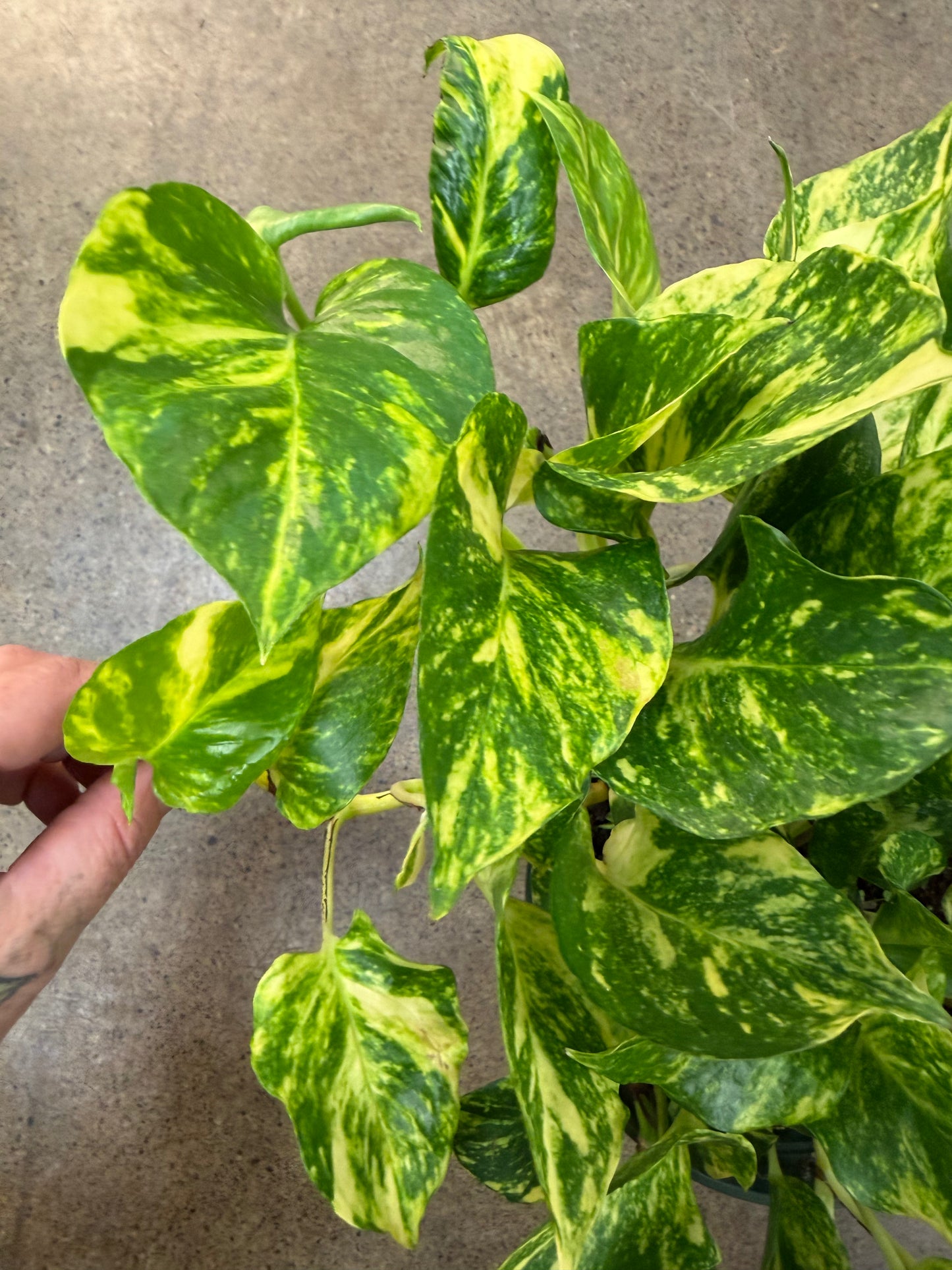 Pothos Churchill Gold