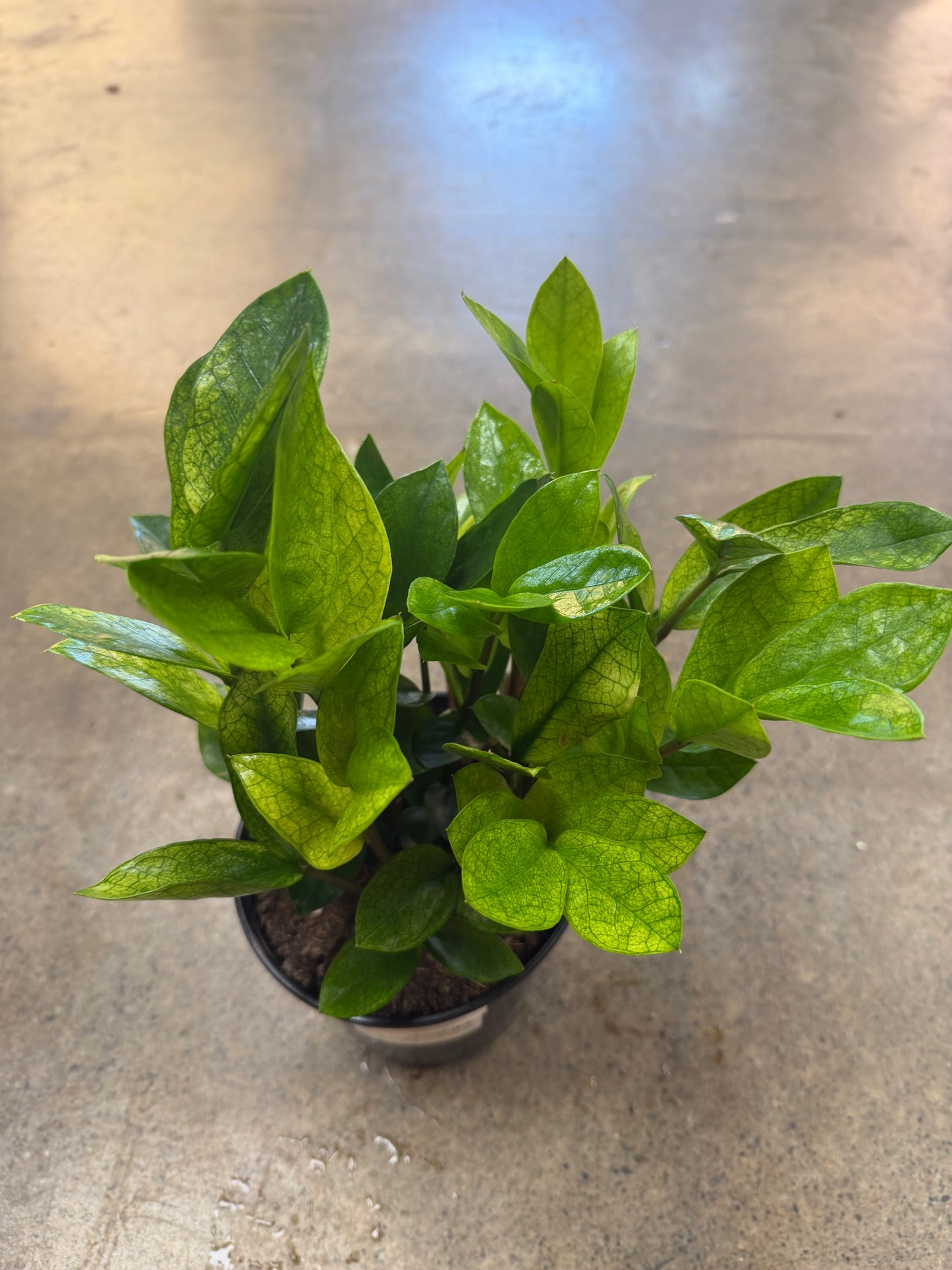 Zamioculas Zamiifolia Cameleon