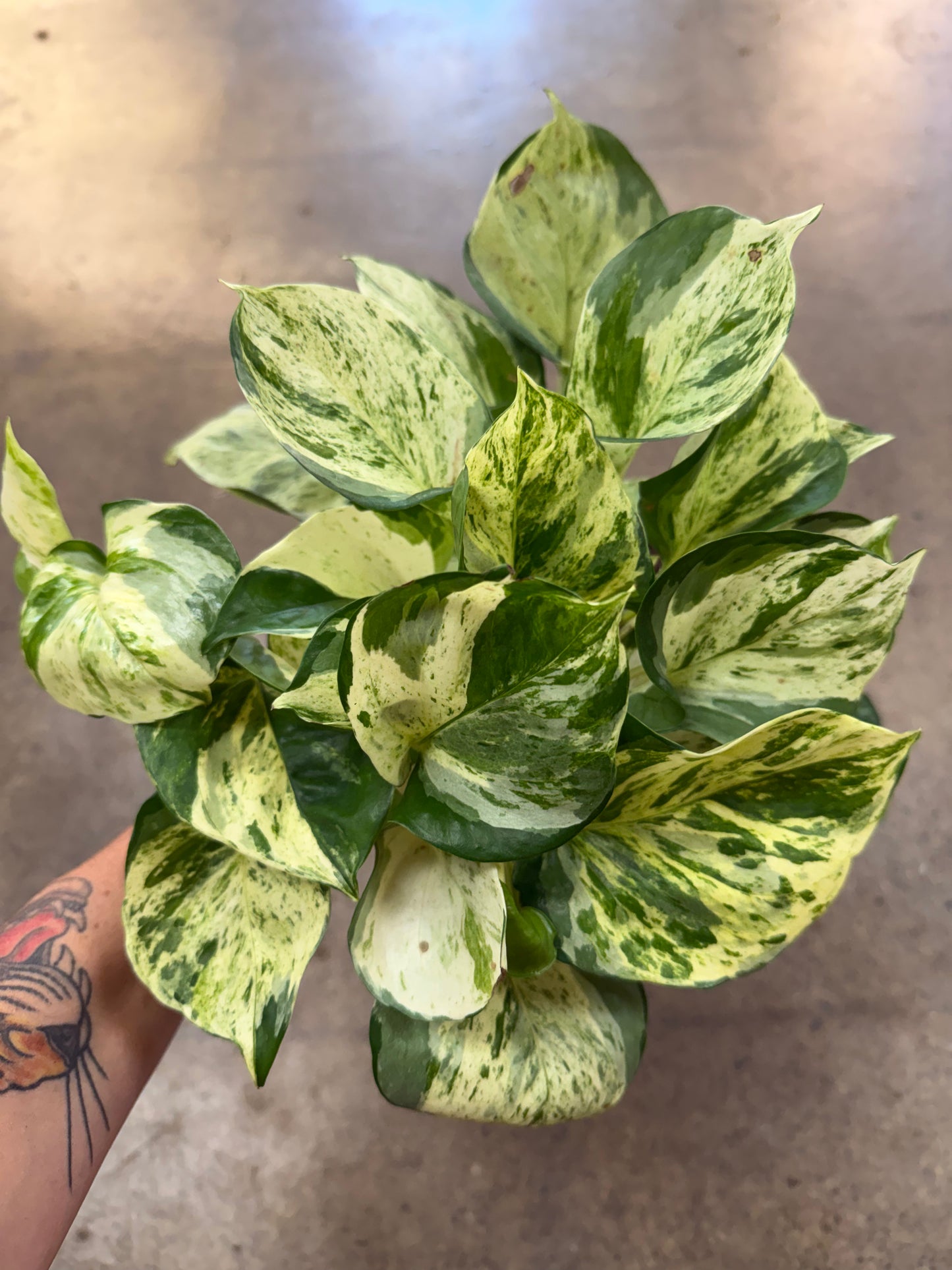 Pothos Manjula