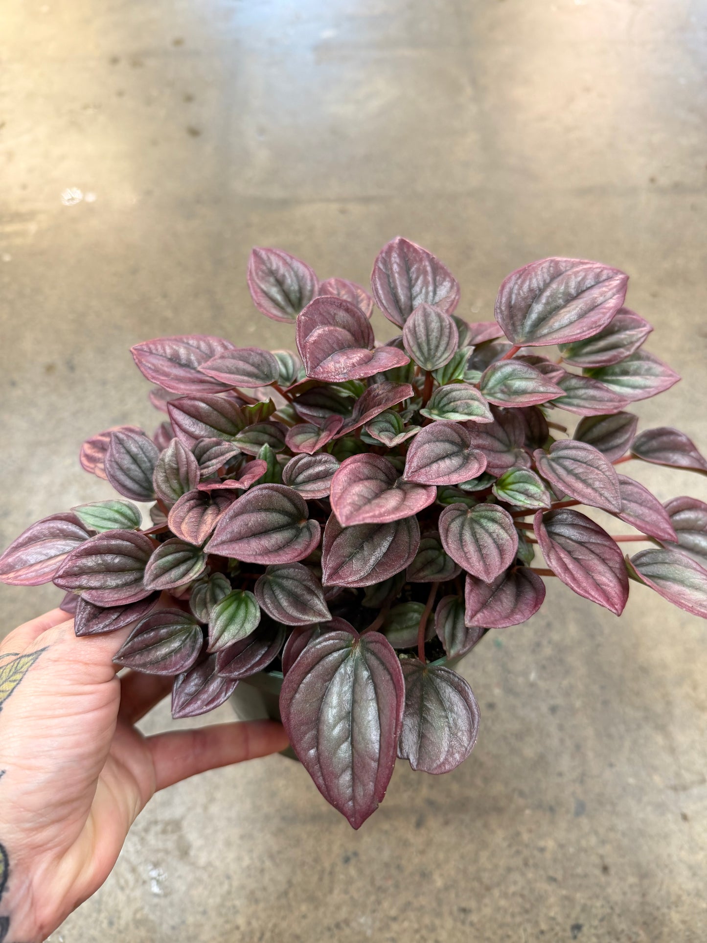 Peperomia Caperata Cayenne