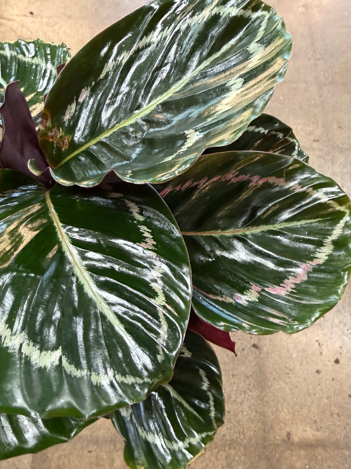 Calathea Dottie