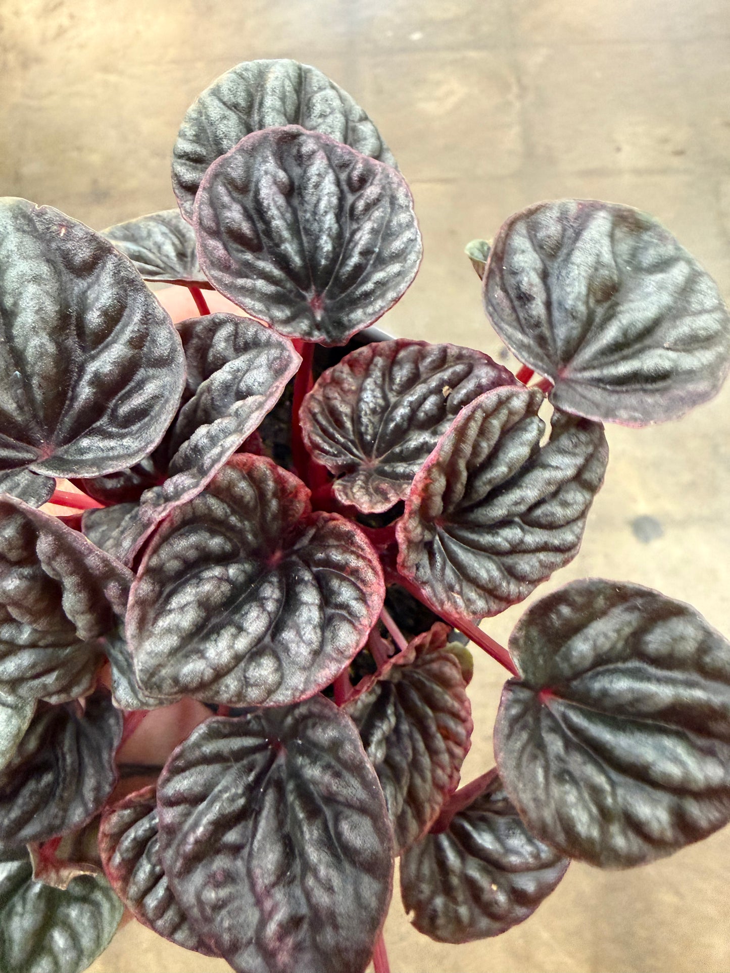 Peperomia Caperata Abricots