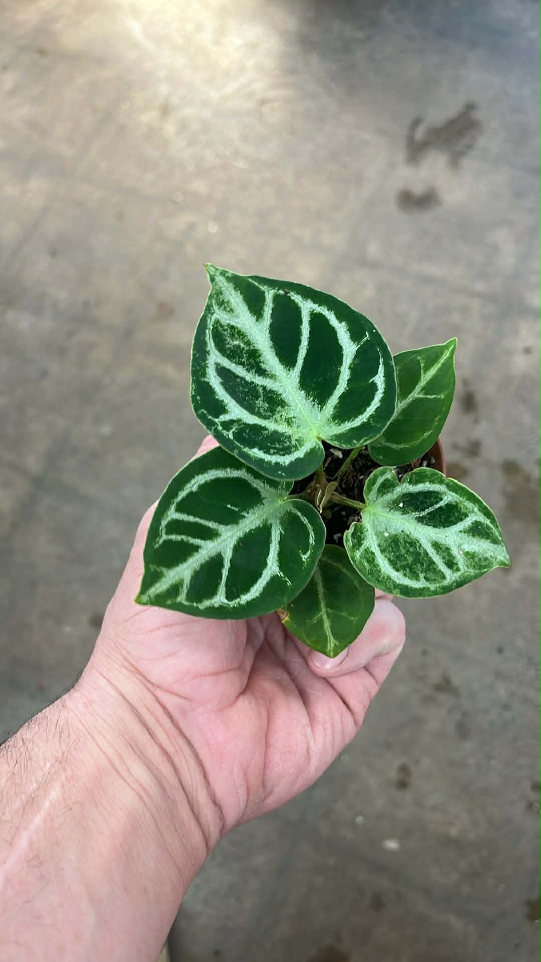 Anthurium Doyaraki