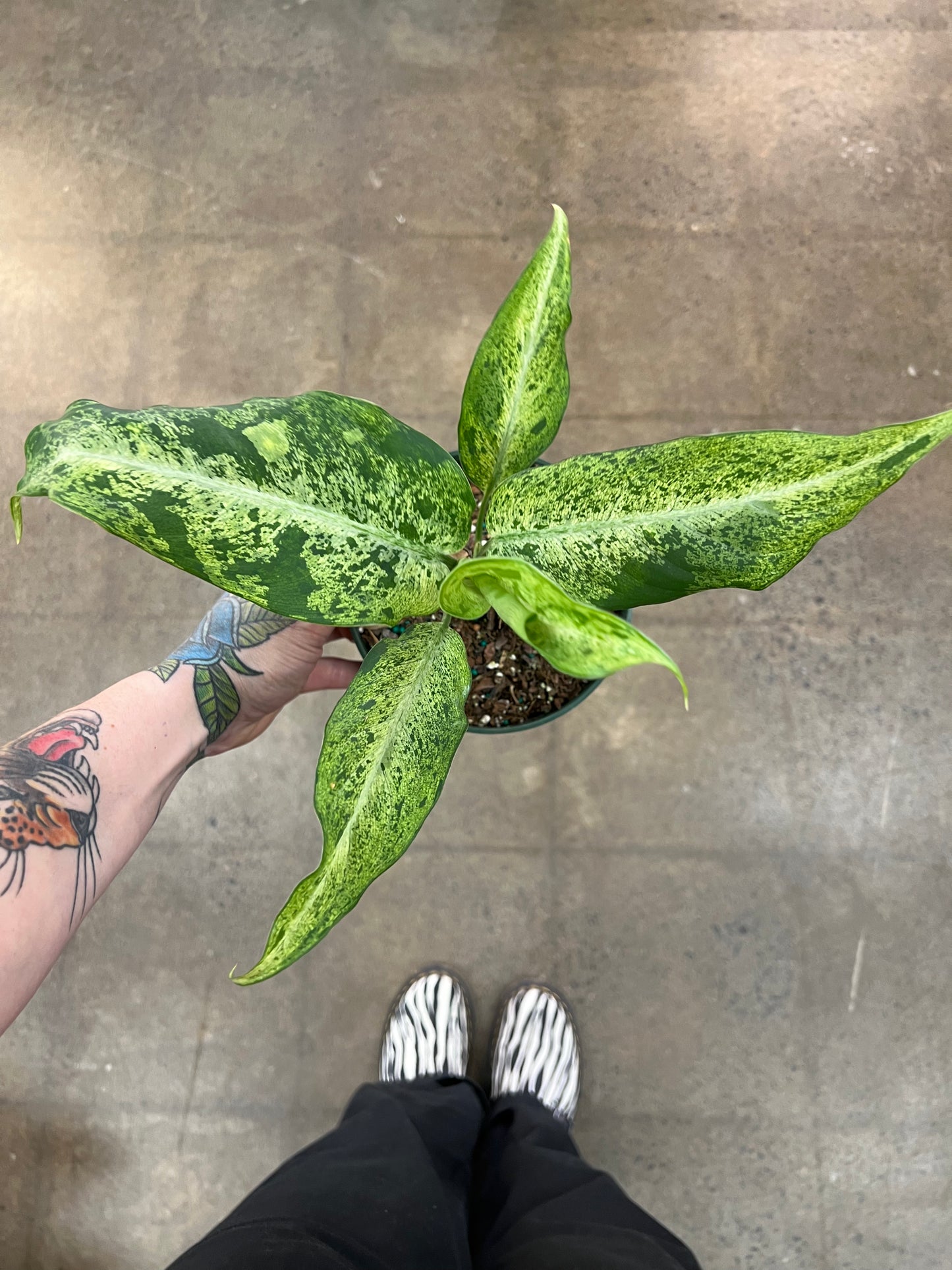 Dieffenbachia Maui Wowie