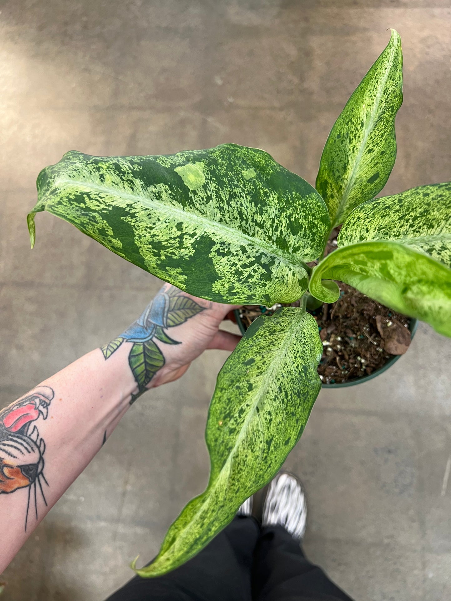 Dieffenbachia Maui Wowie