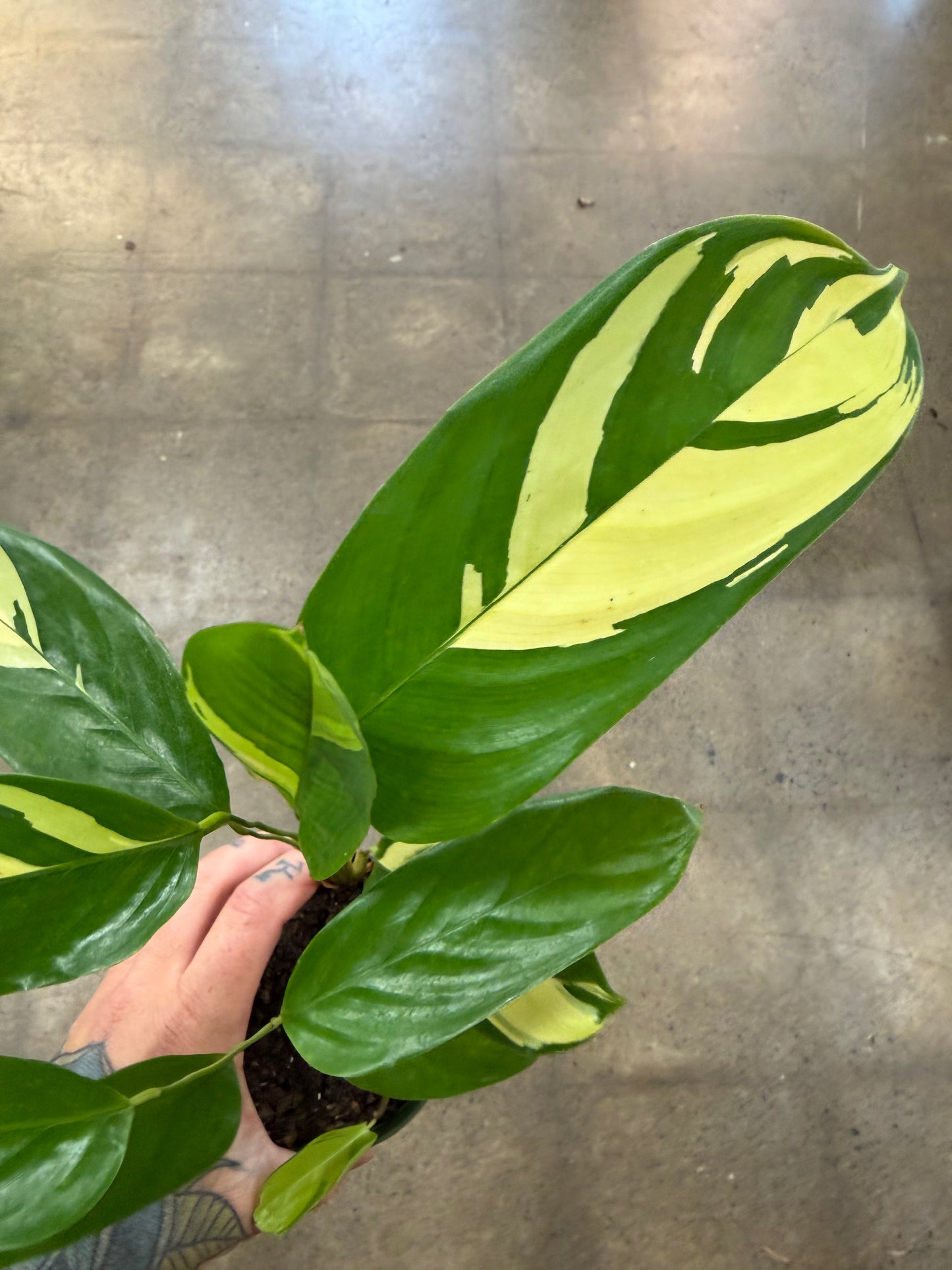 Calathea Pilosa