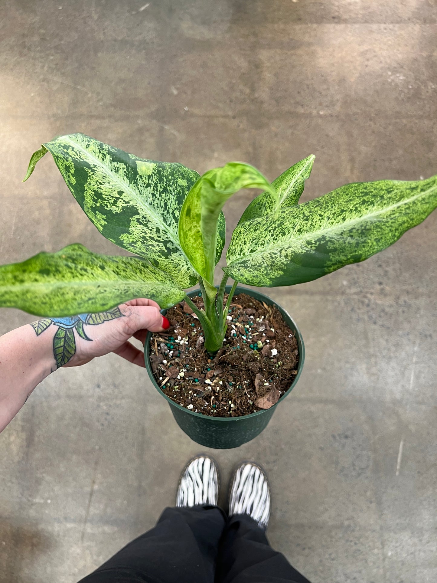 Dieffenbachia Maui Wowie