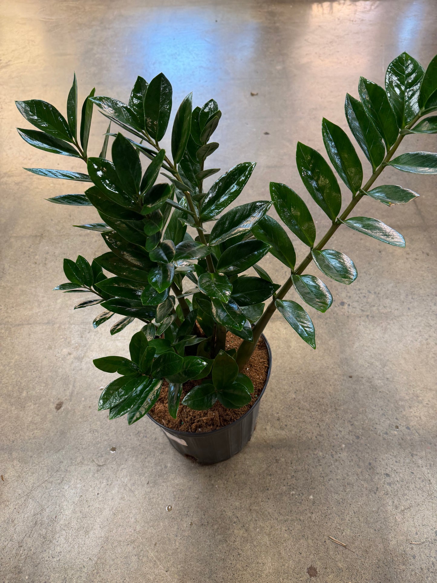 Zamioculcas Zamiifolia