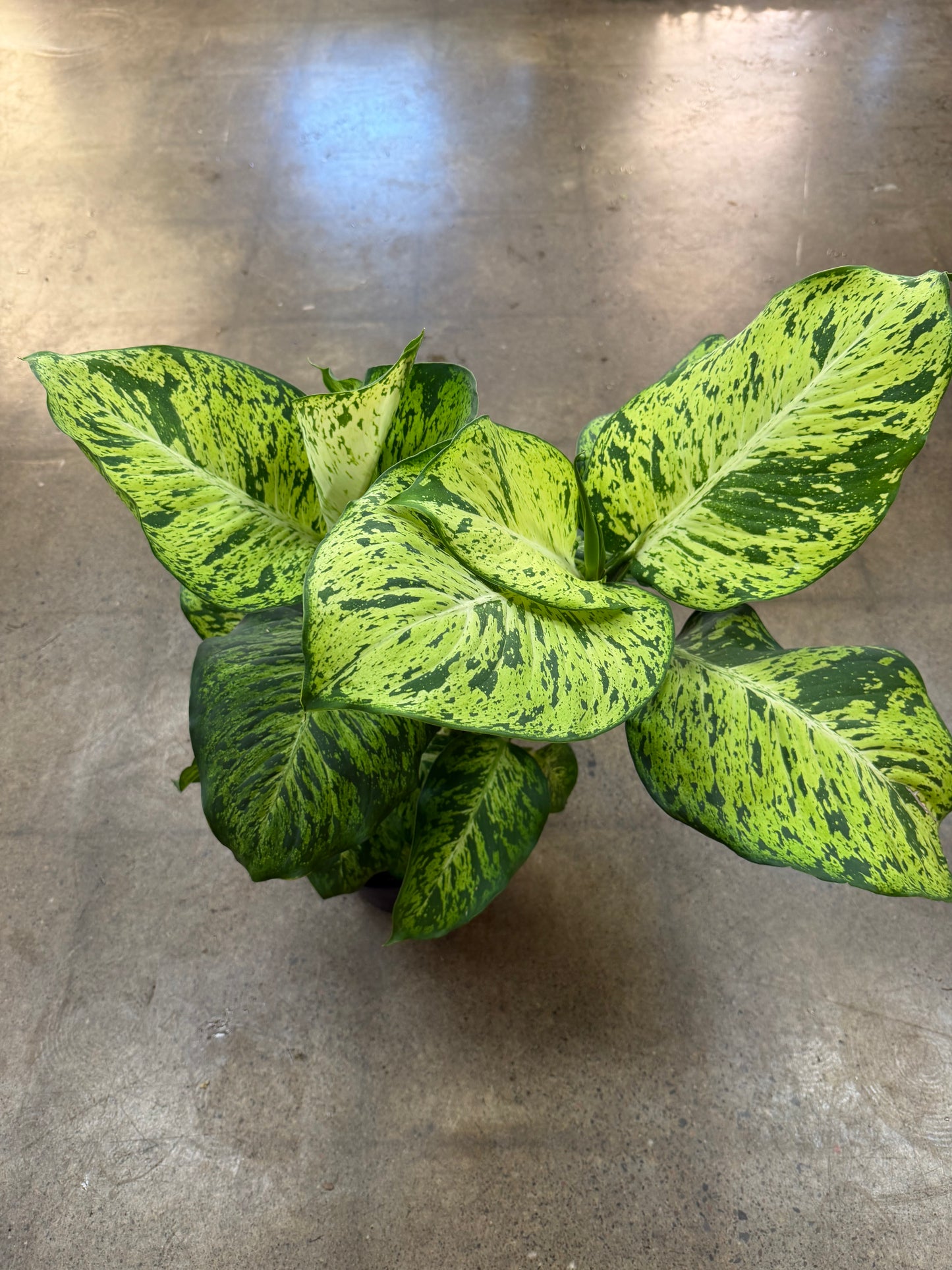 Dieffenbachia Mars