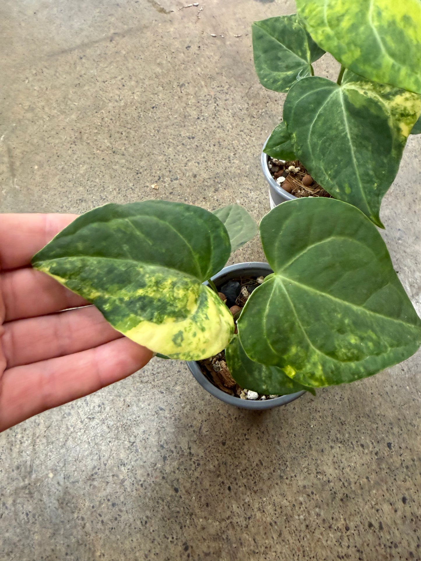 Anthurium Clarinervium Variegated