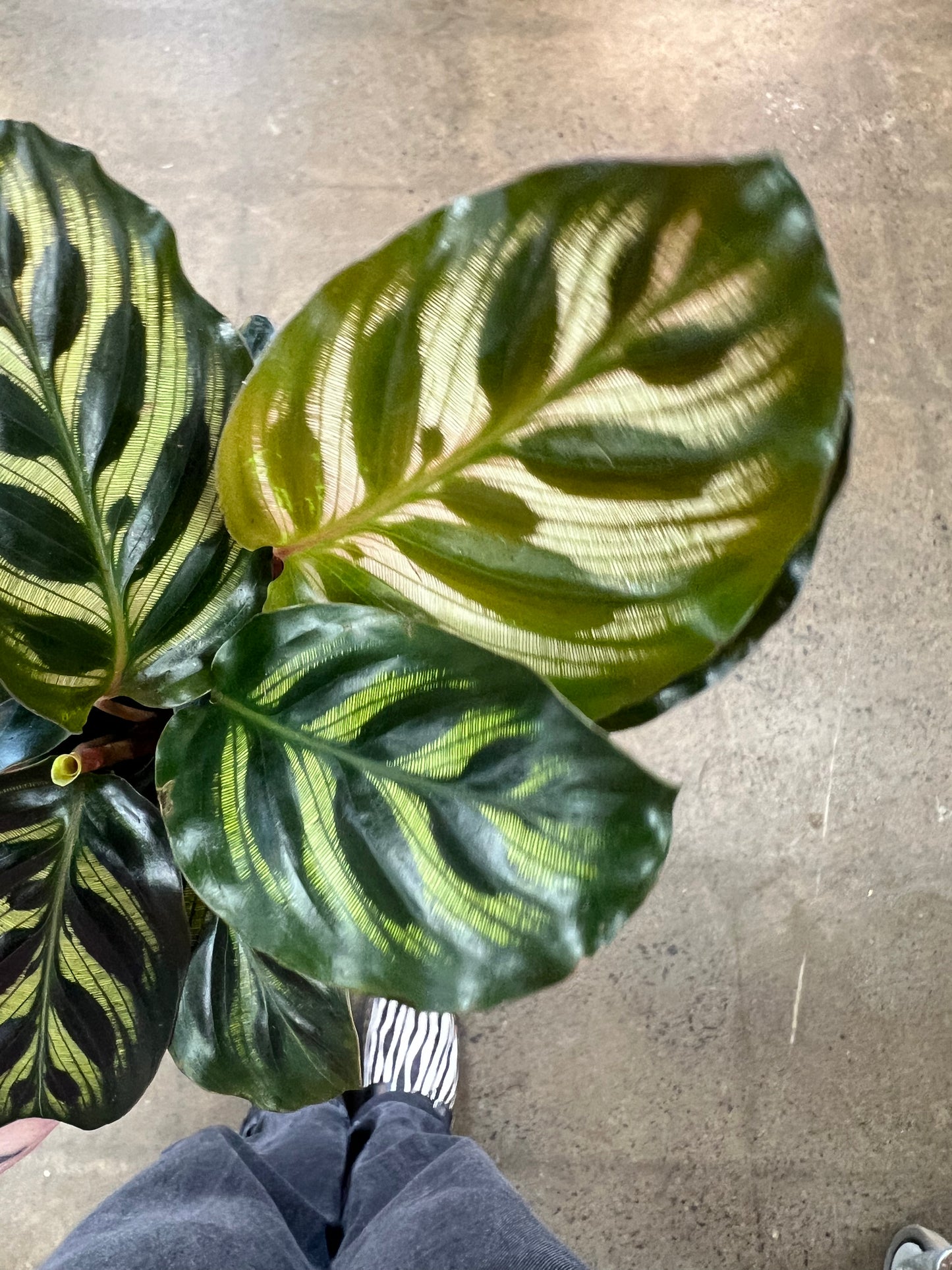 Calathea Makoyana
