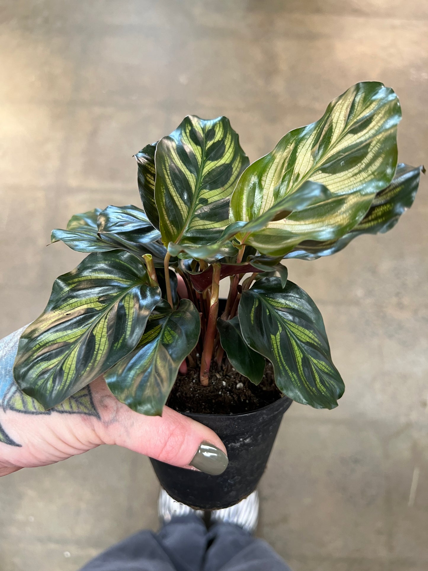 Calathea Makoyana