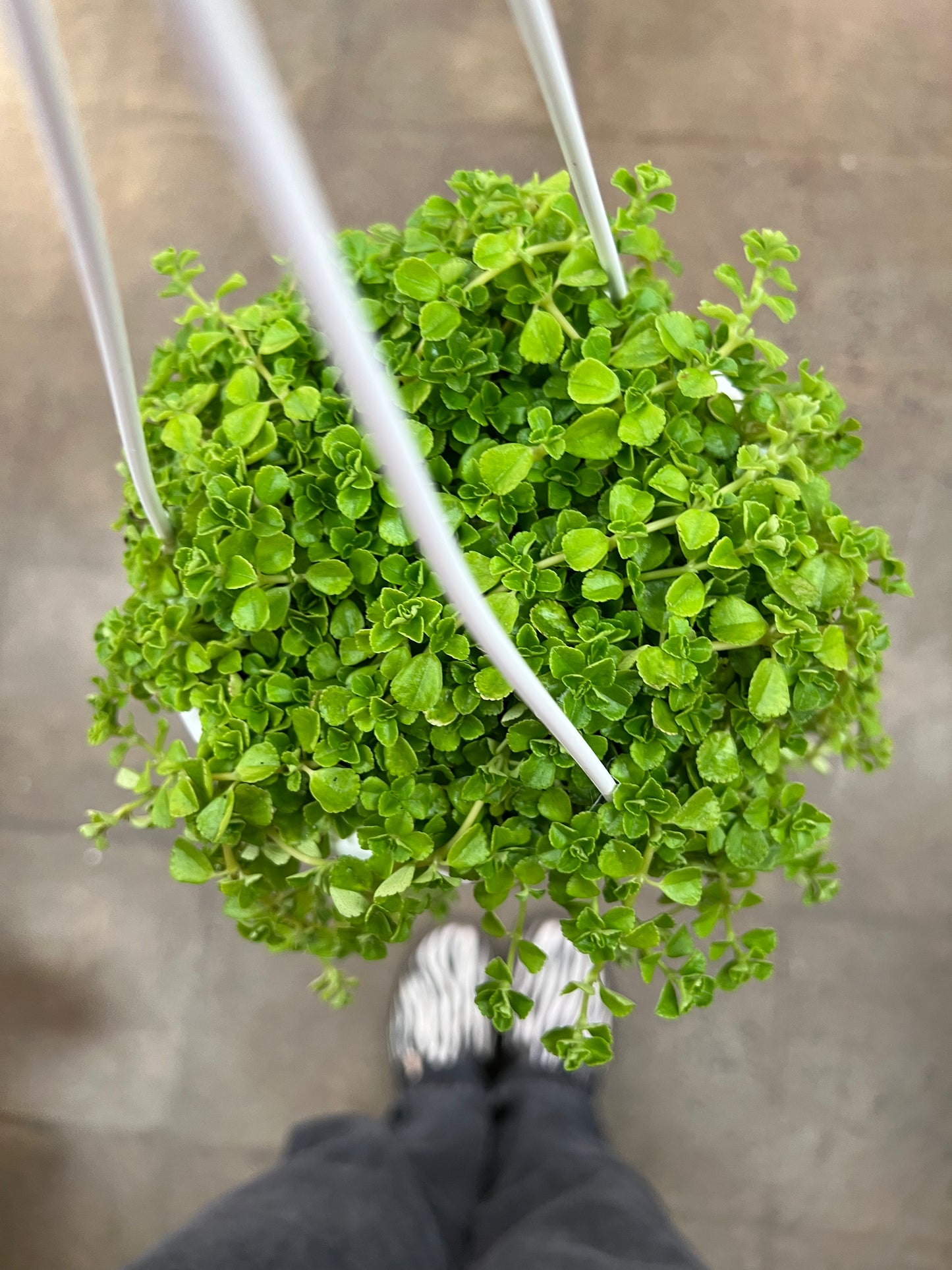 Pilea Lime