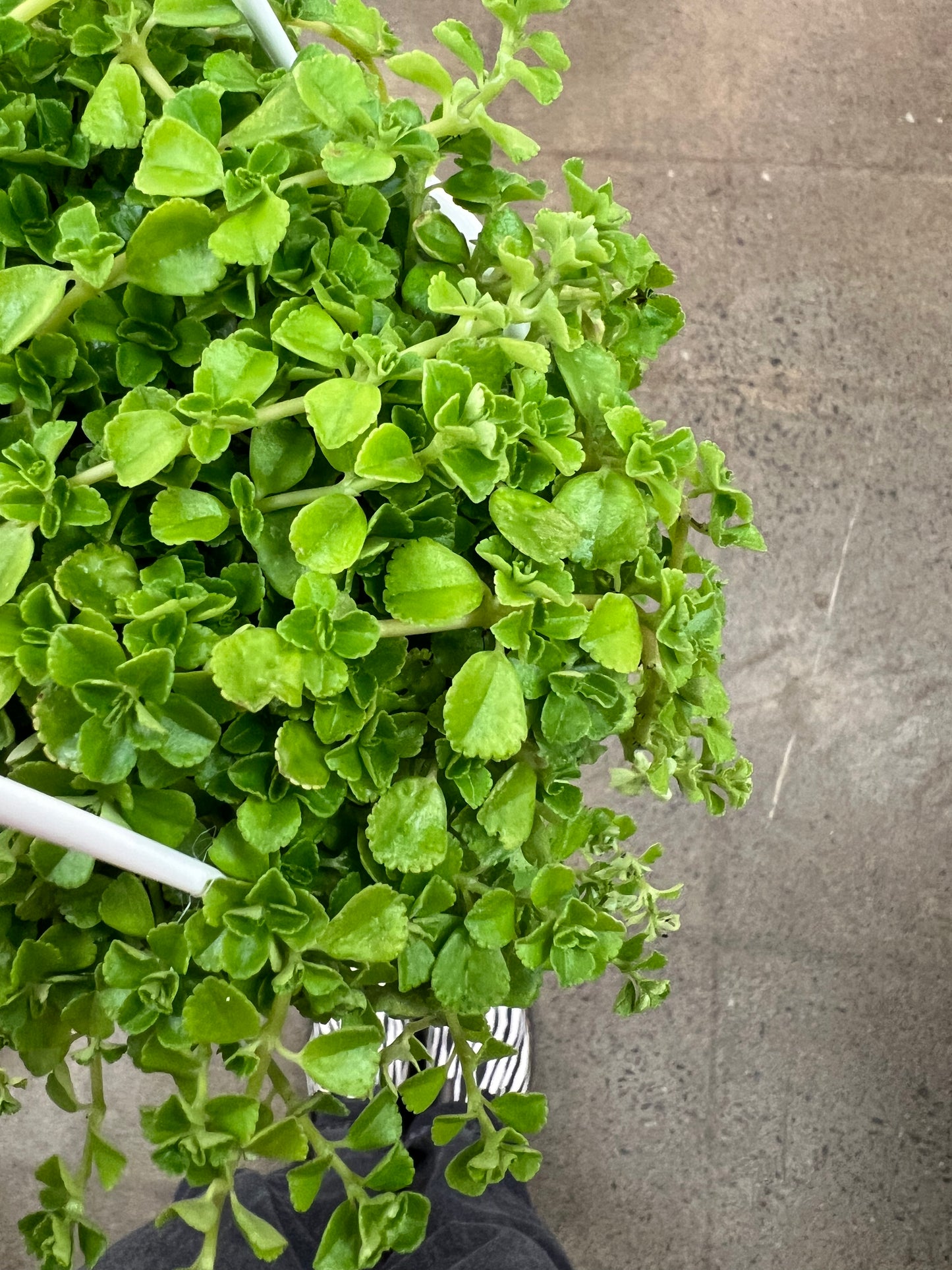 Pilea Lime
