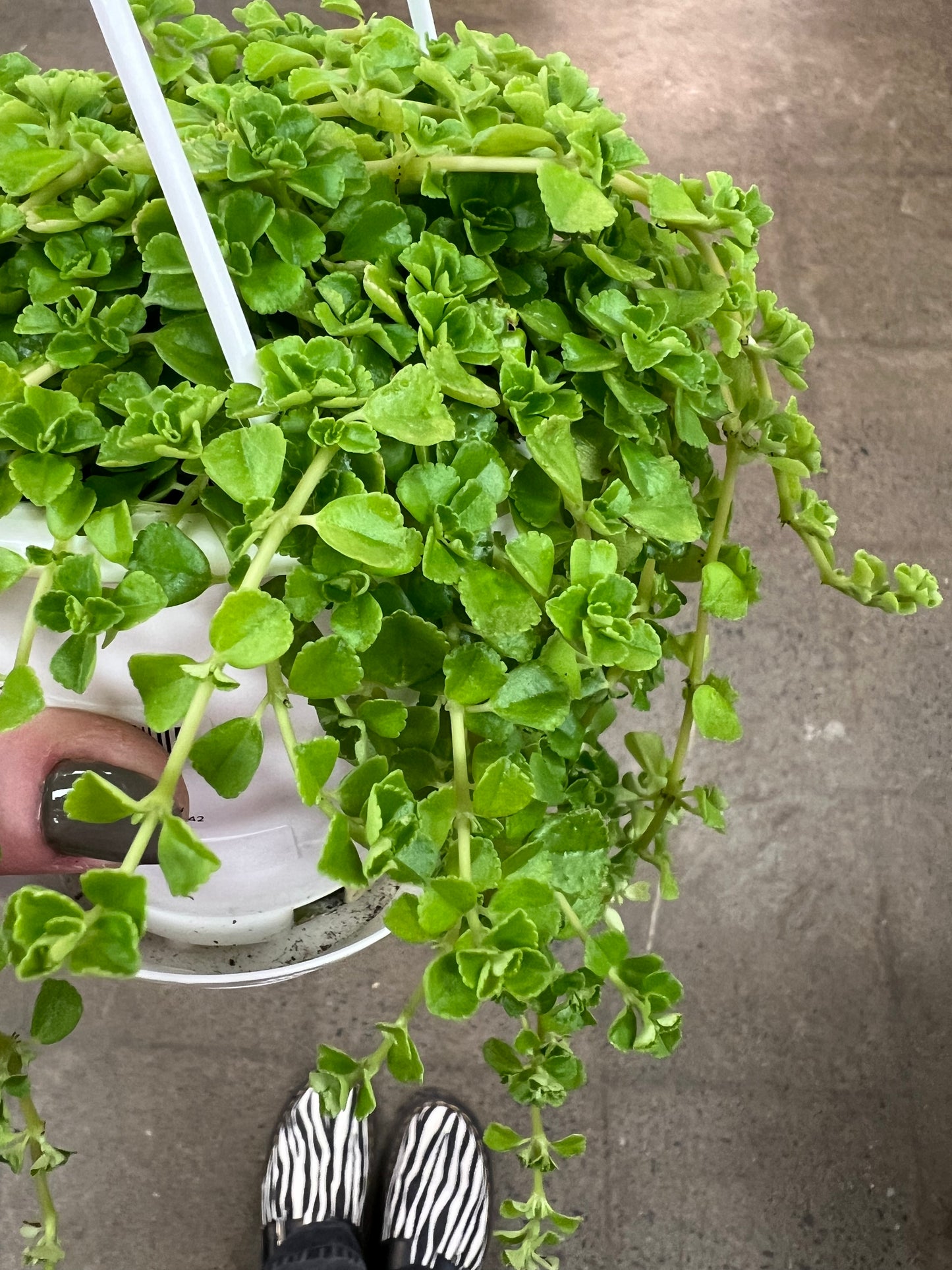 Pilea Lime