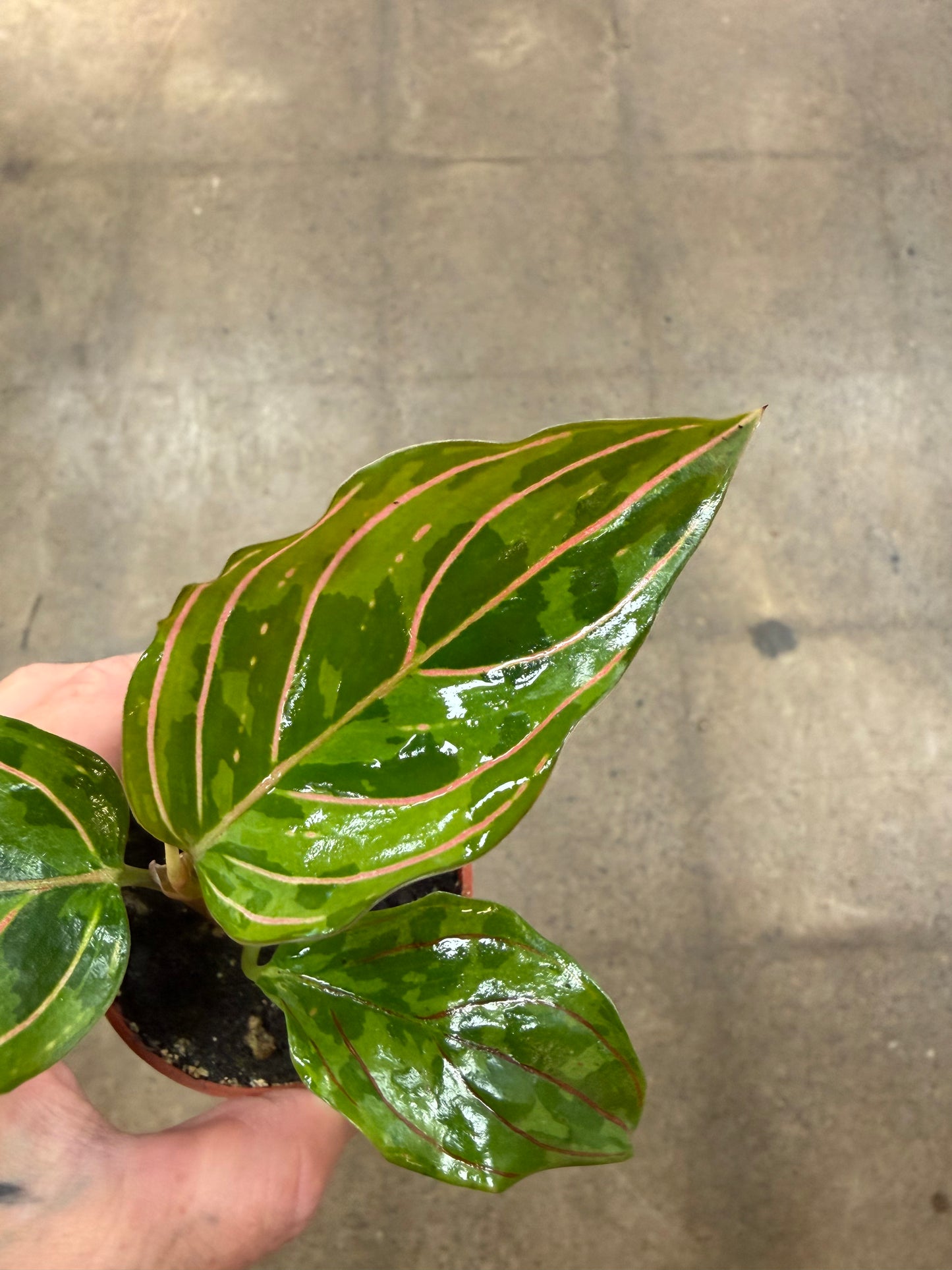 Aglaonema Red Army