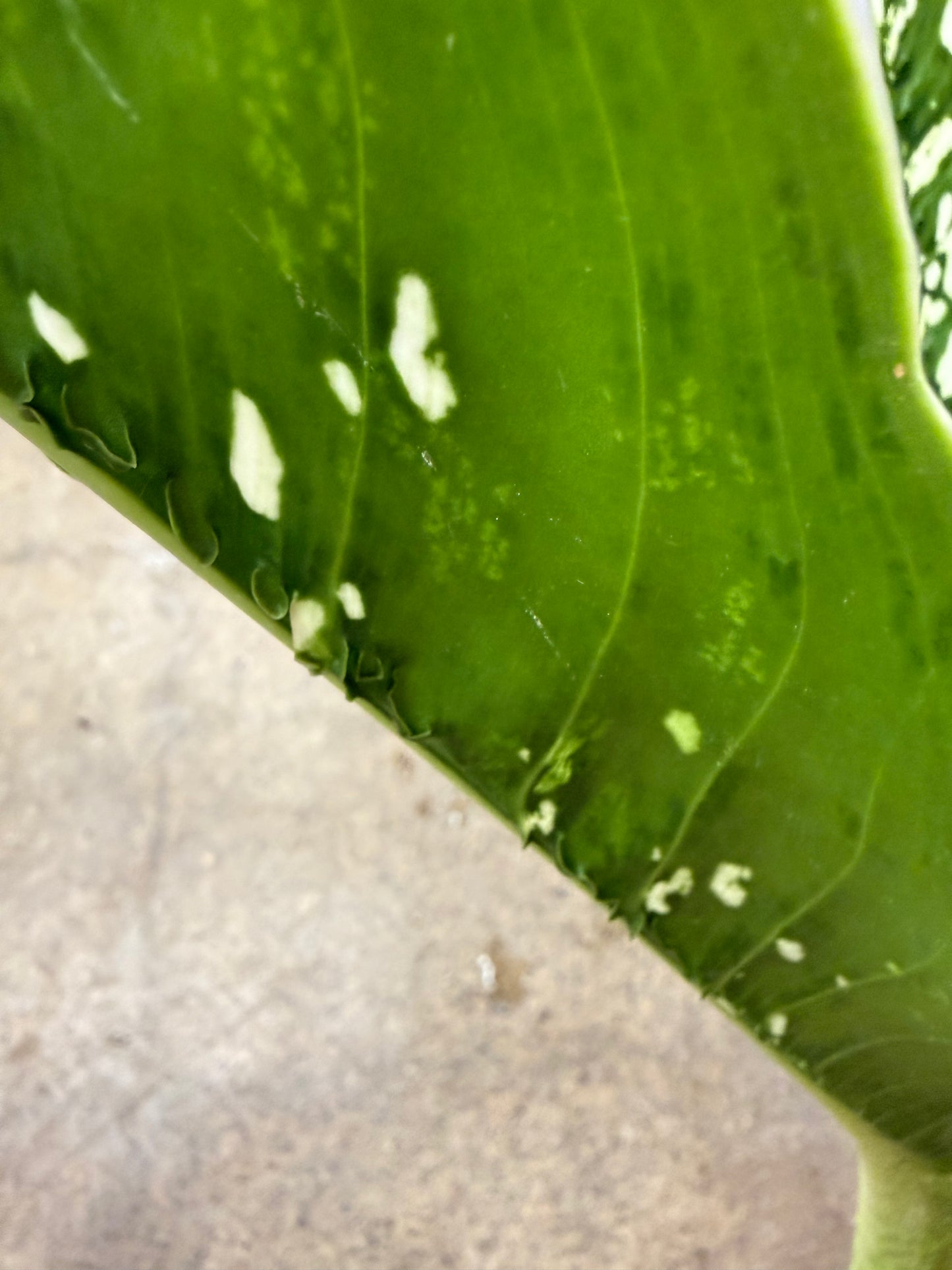 Dieffenbachia Crocodile