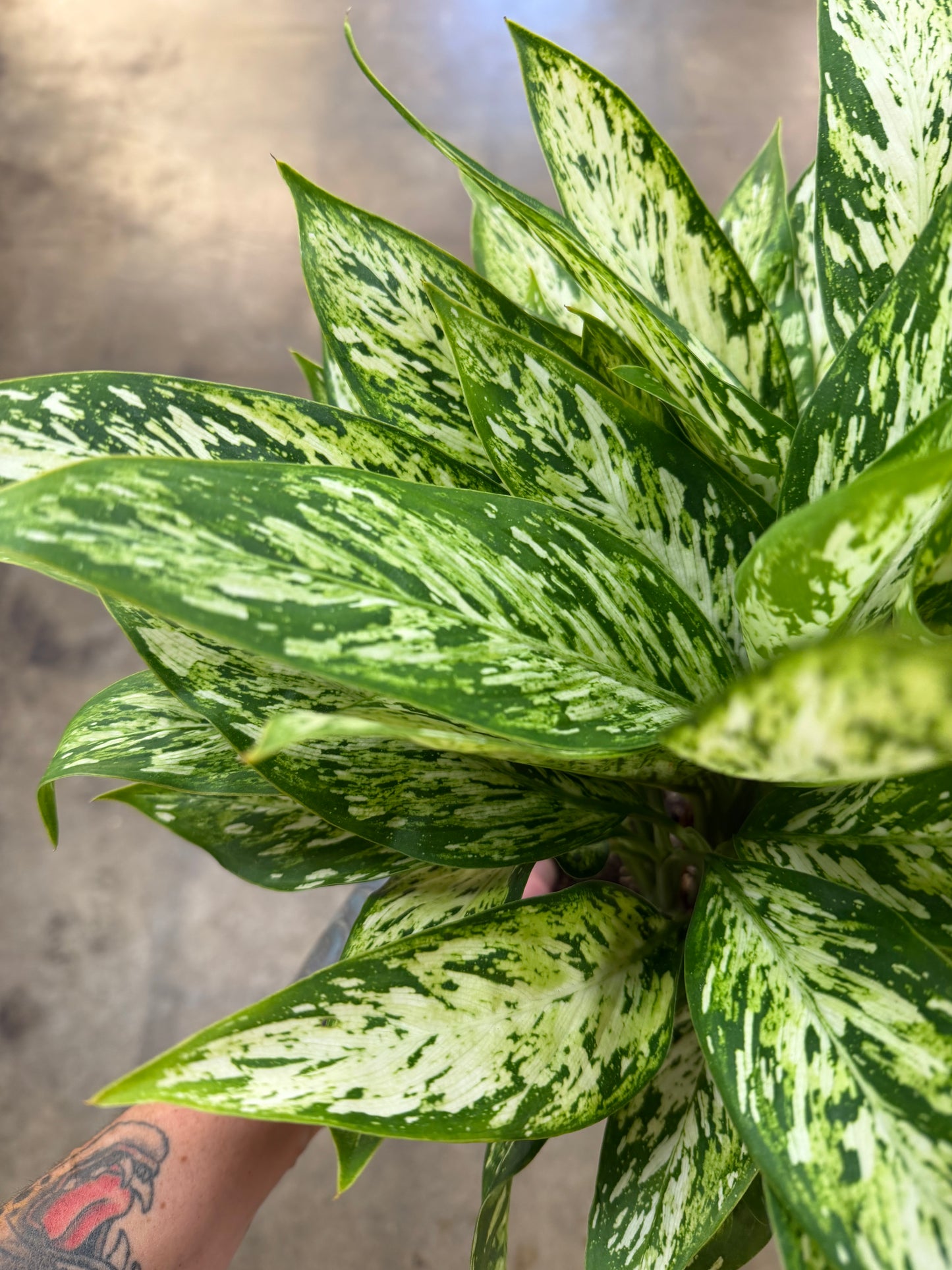 Dieffenbachia Vesuvius