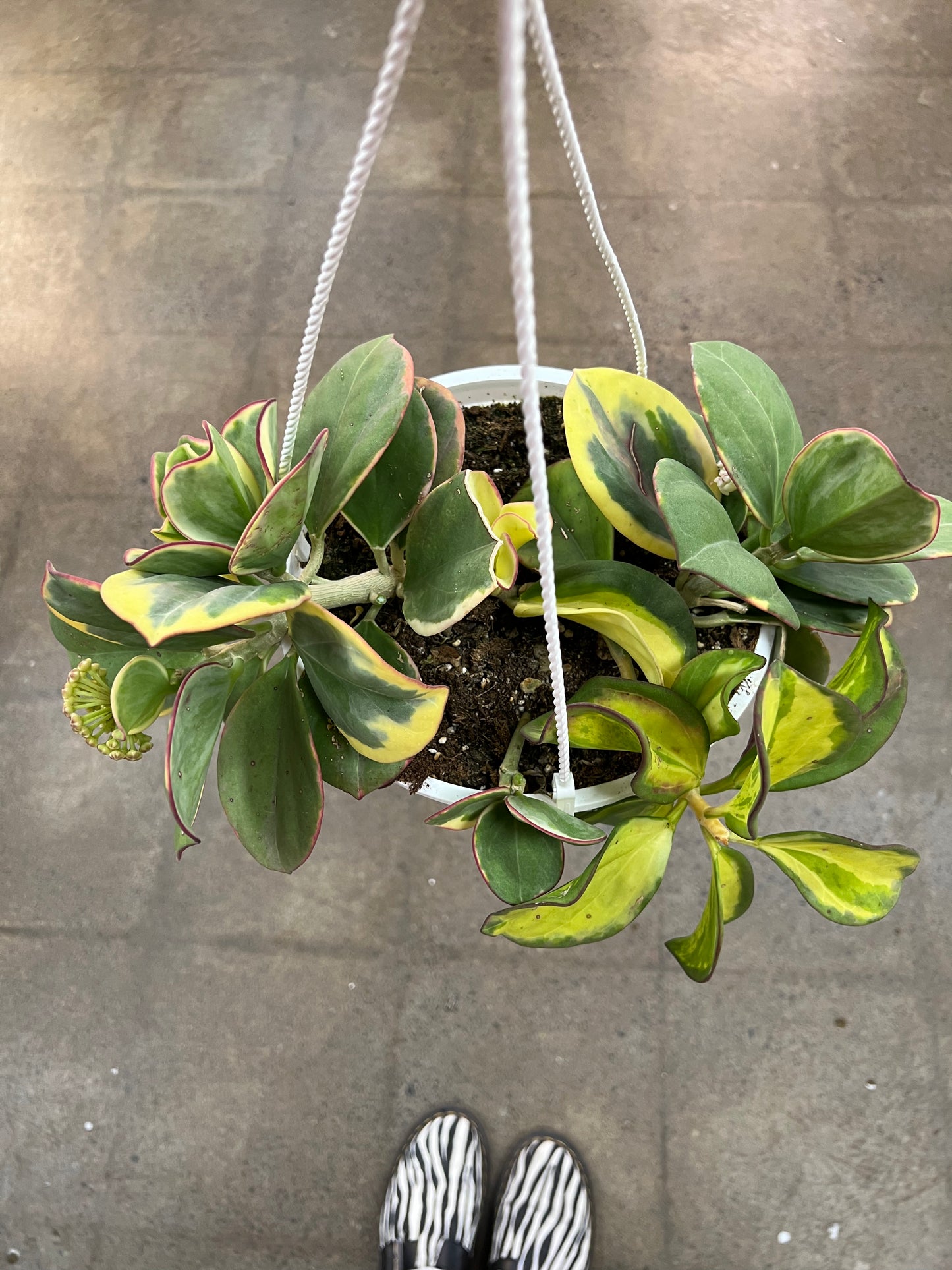 Hoya Pachyclada Inner Variegated
