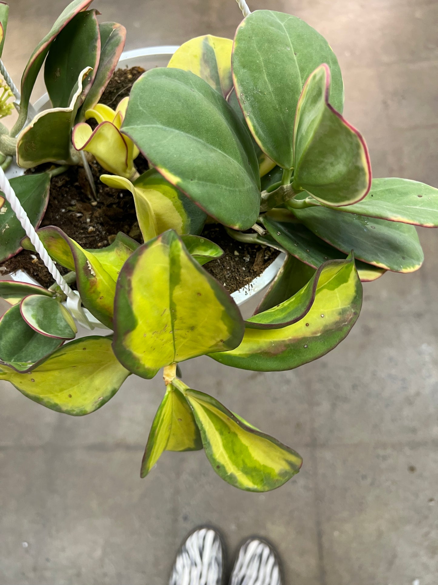 Hoya Pachyclada Inner Variegated