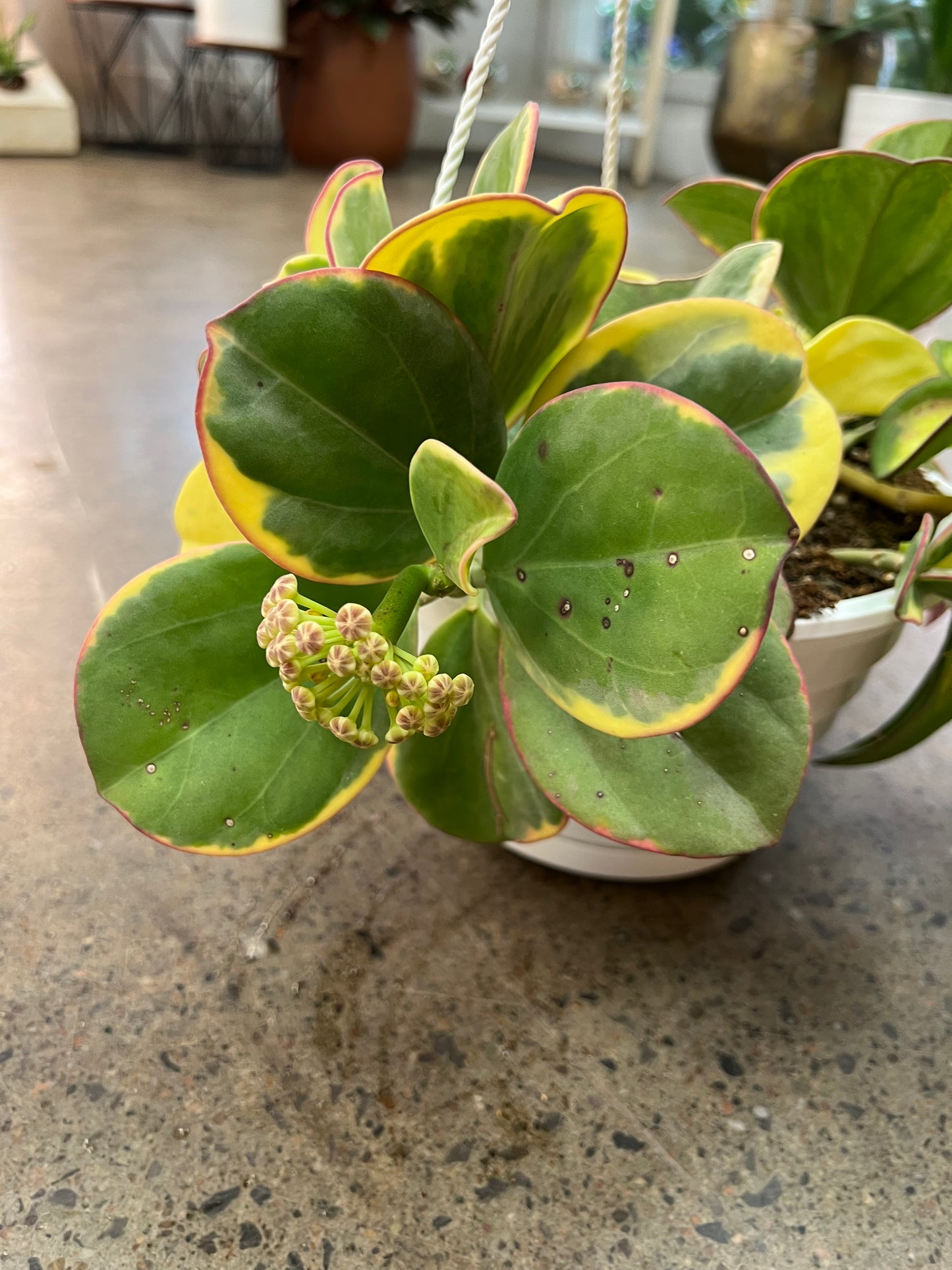 Hoya Pachyclada Inner Variegated