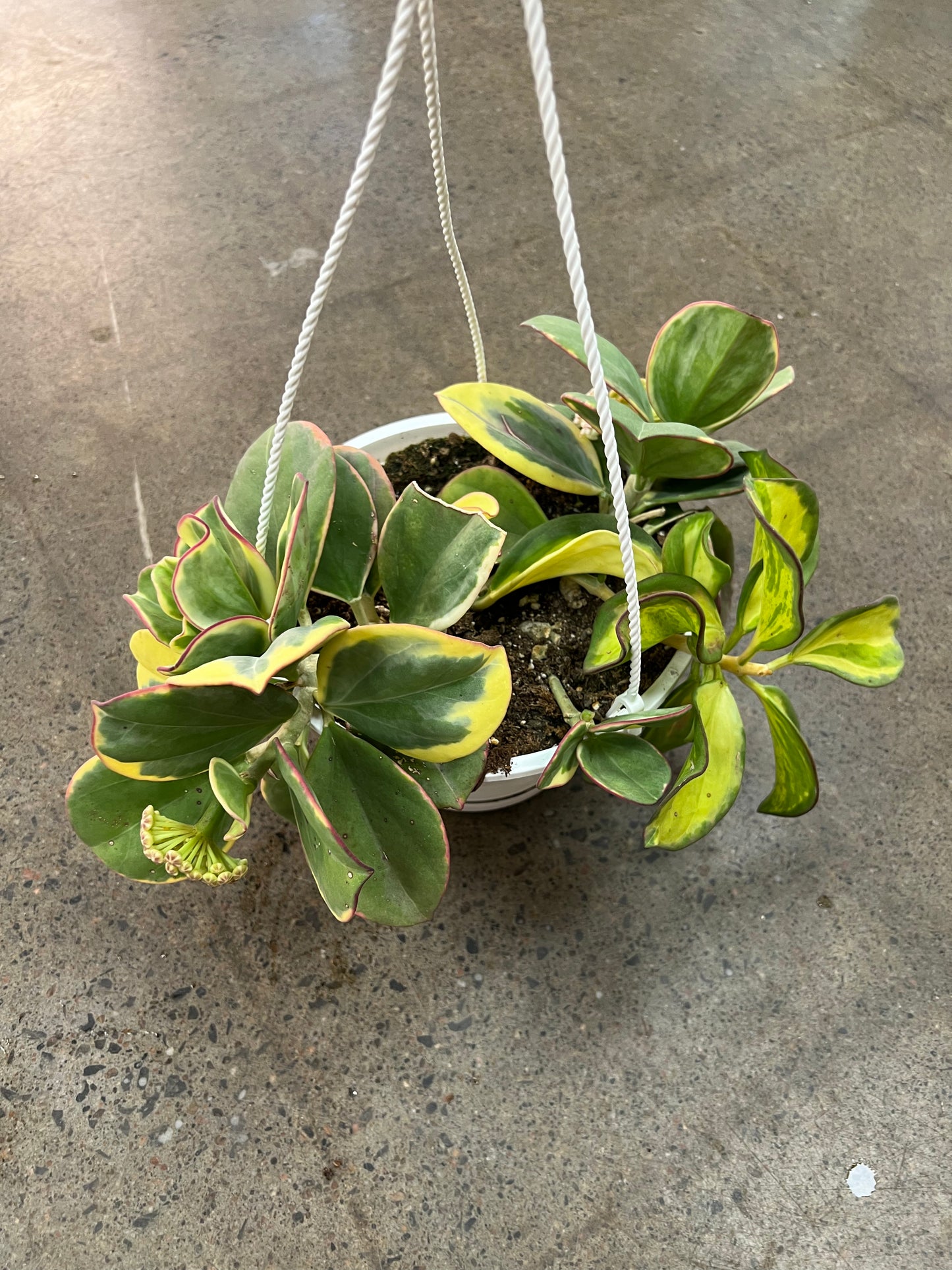 Hoya Pachyclada Inner Variegated
