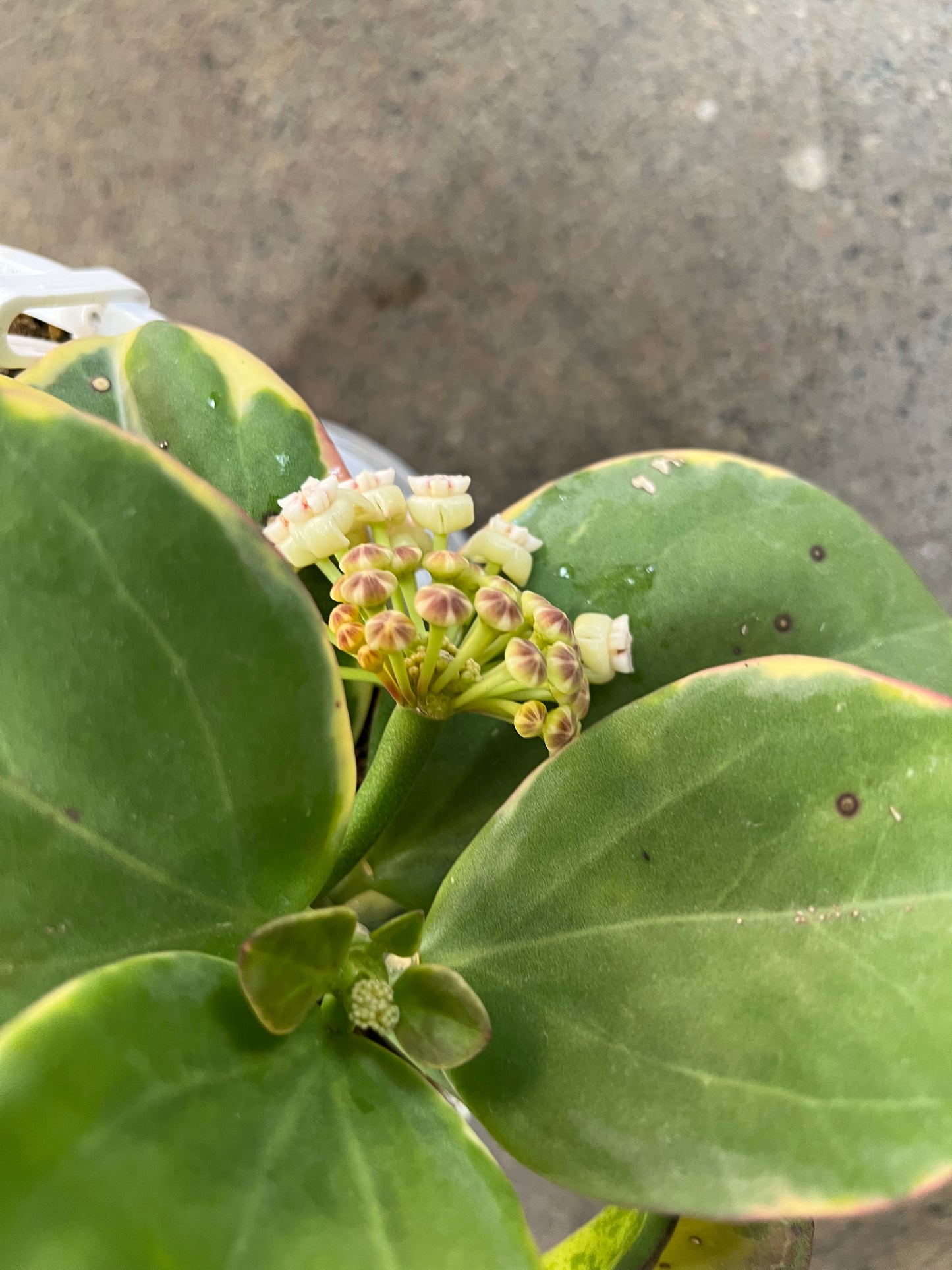 Hoya Pachyclada Inner Variegated