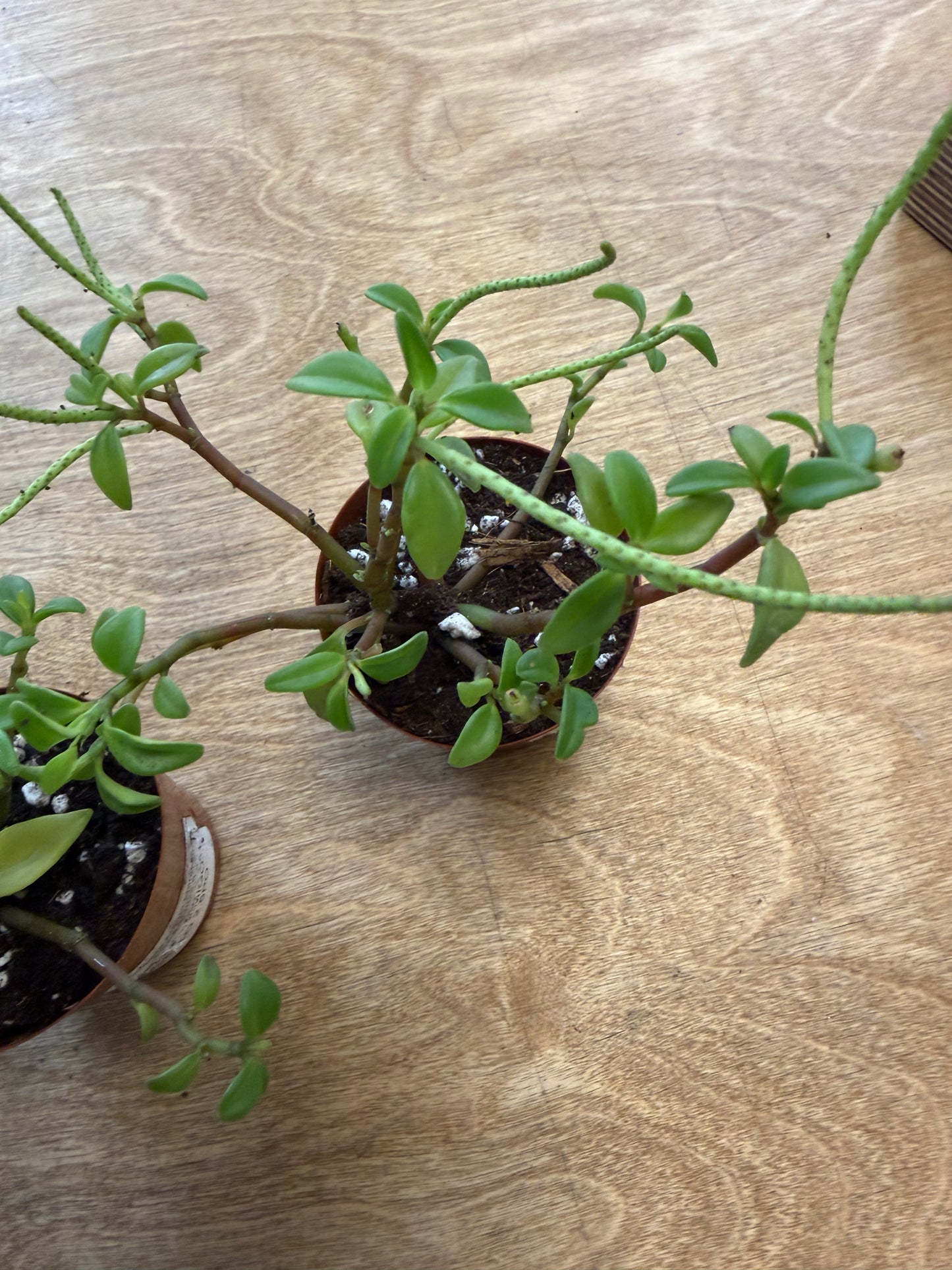 Peperomia Amigo Marcello