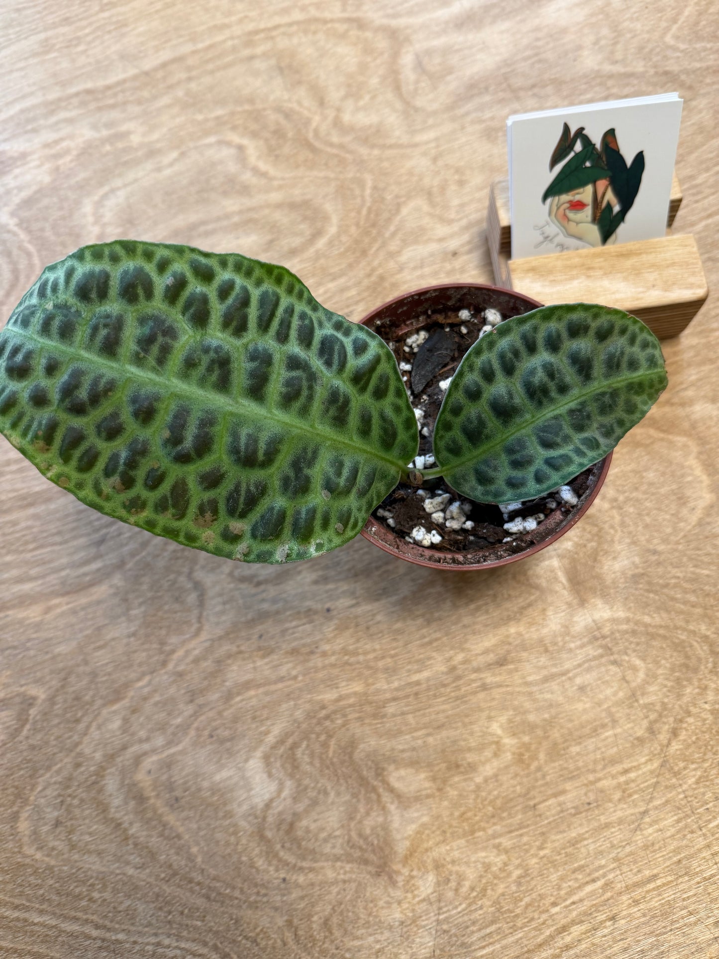 Labisia Kura Kura