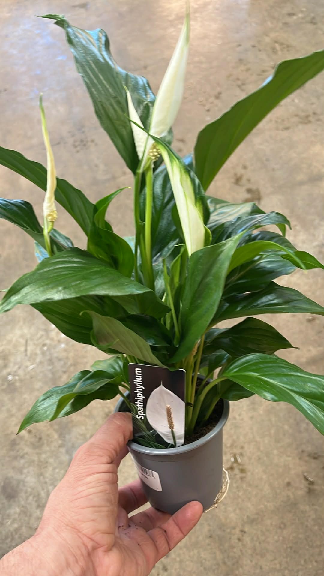 Spathiphyllum / Lis de Paix
