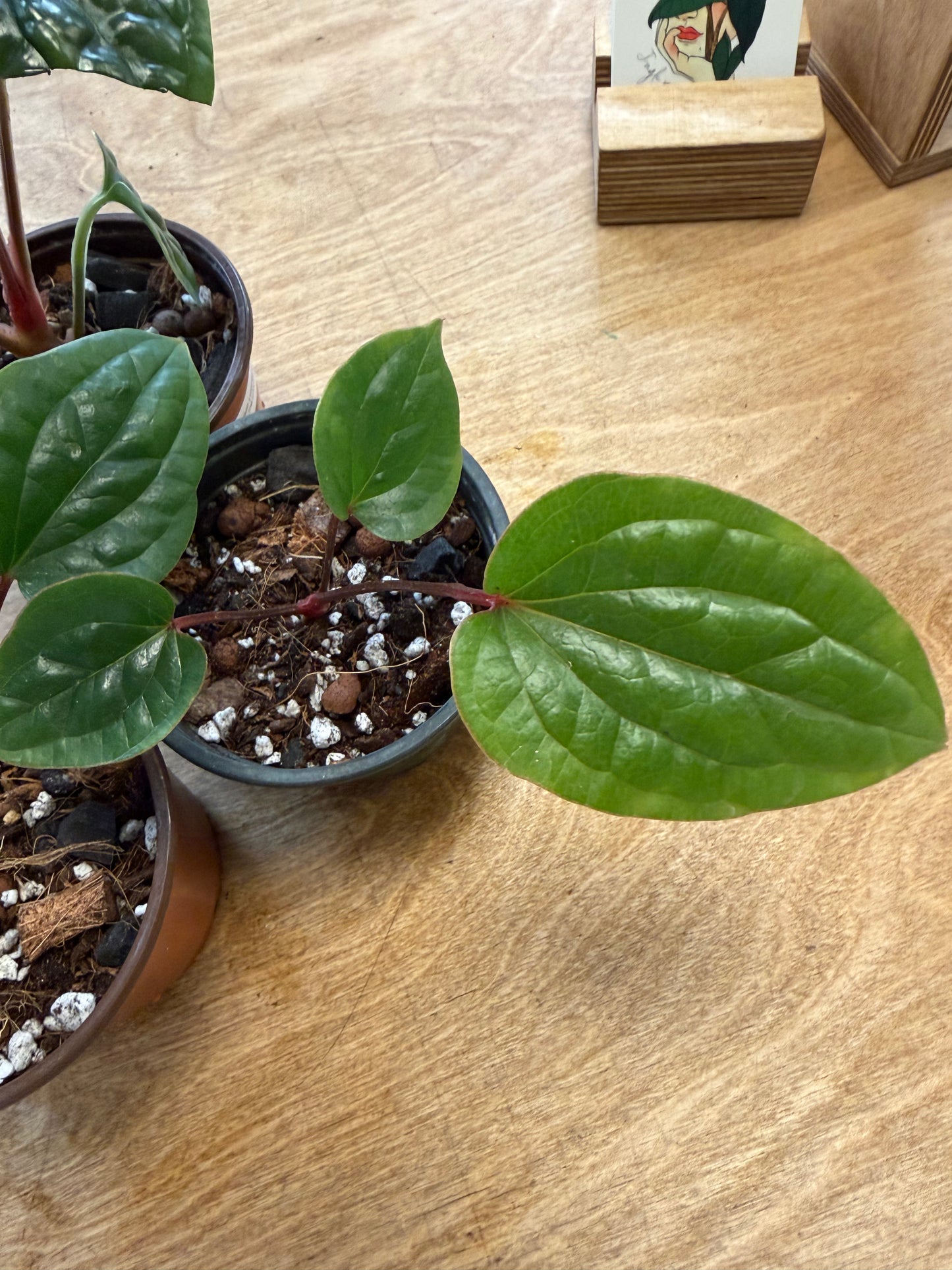 Anthurium Luxurians Silver