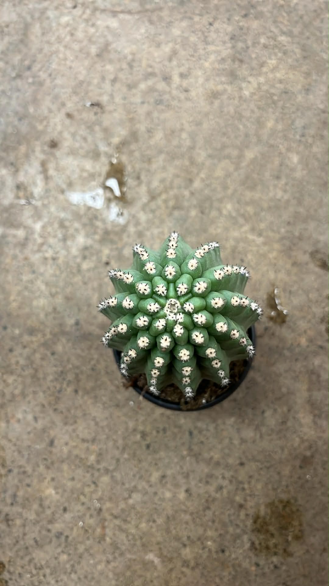 Trichocereus Brevispinulosu