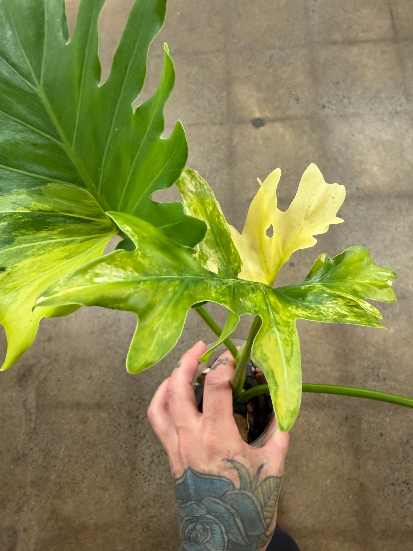 Philodendron Selloum Variegated