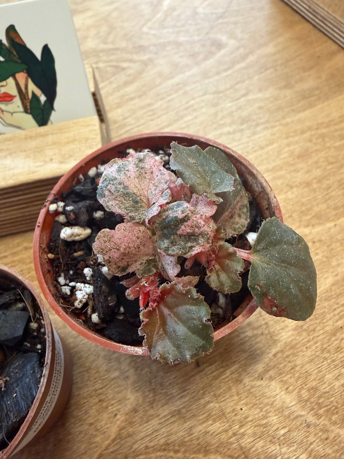 Bégonia Cucullata Pink Variegated