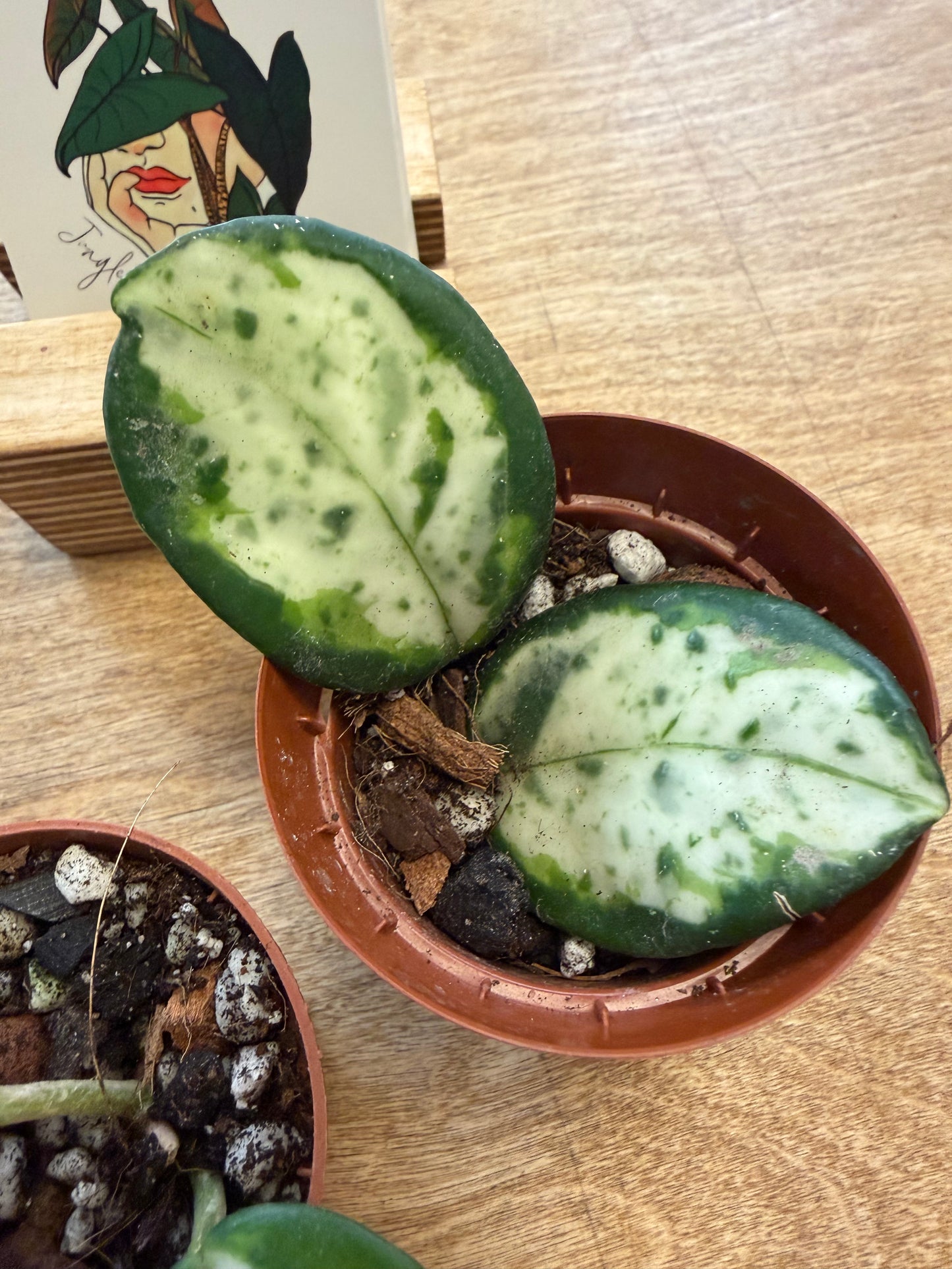Hoya Carnosa Madara Green Edge