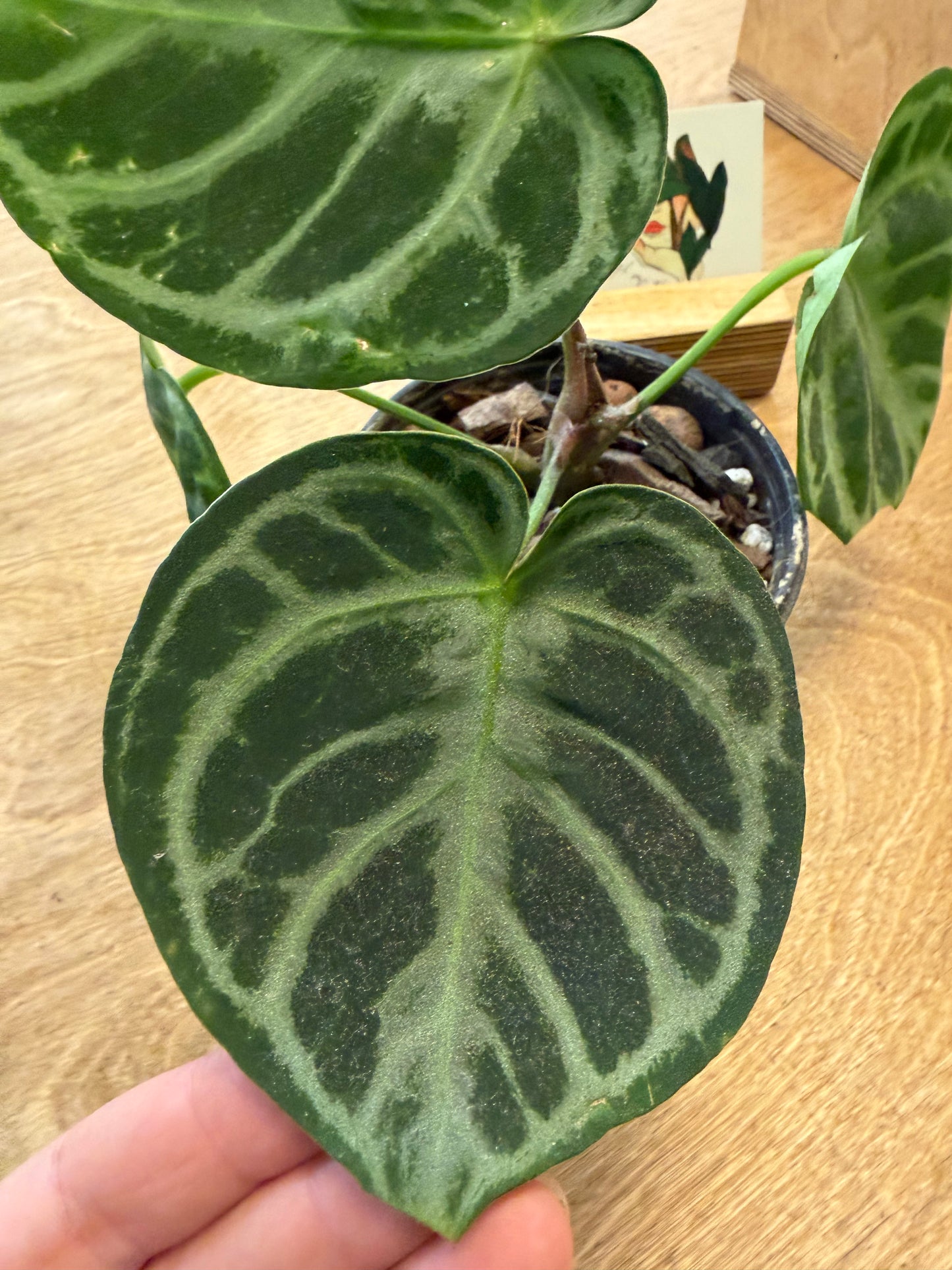 Anthurium Bundle NO ID