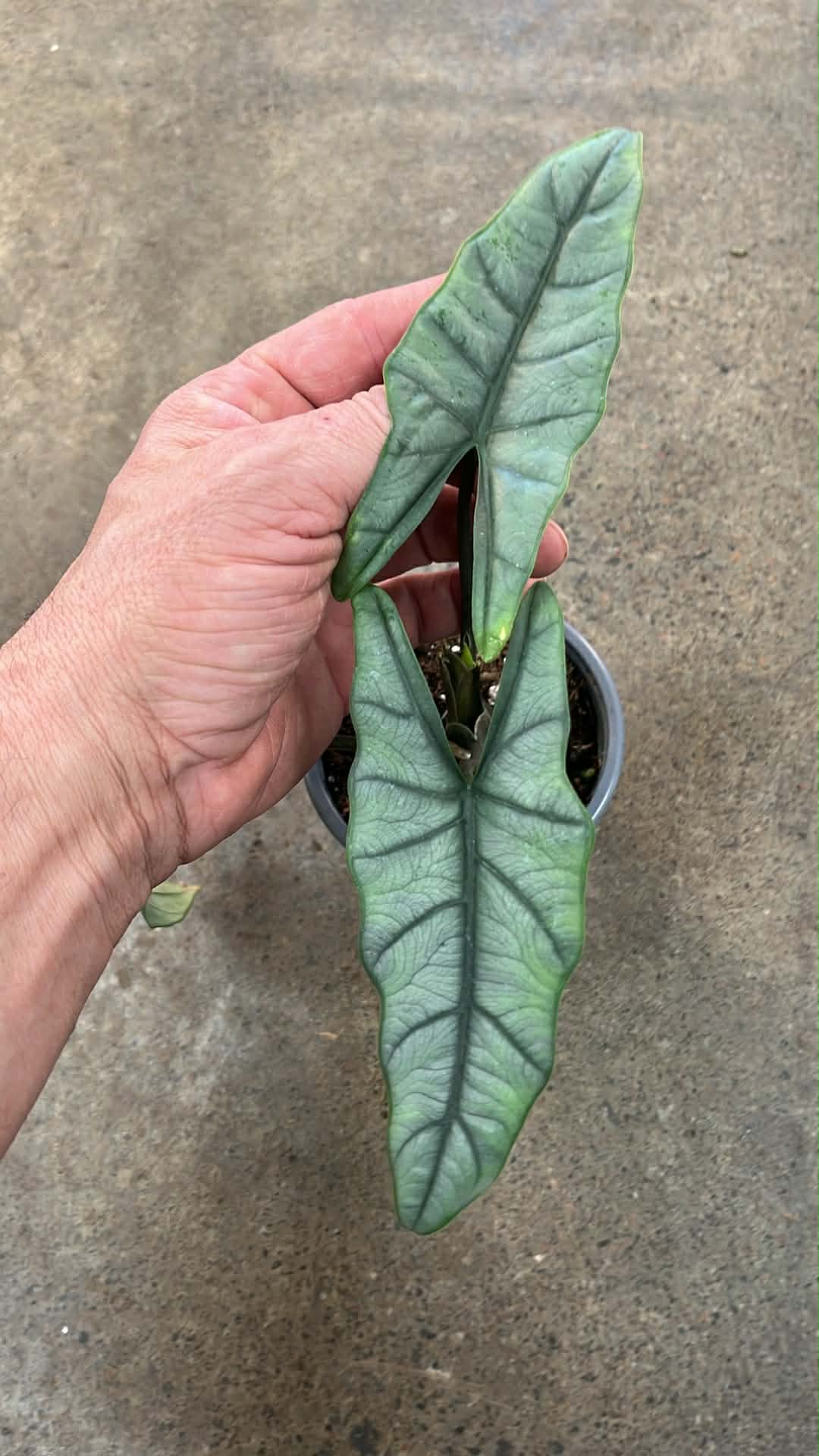 Alocasia Heterophylla Metallic Blue
