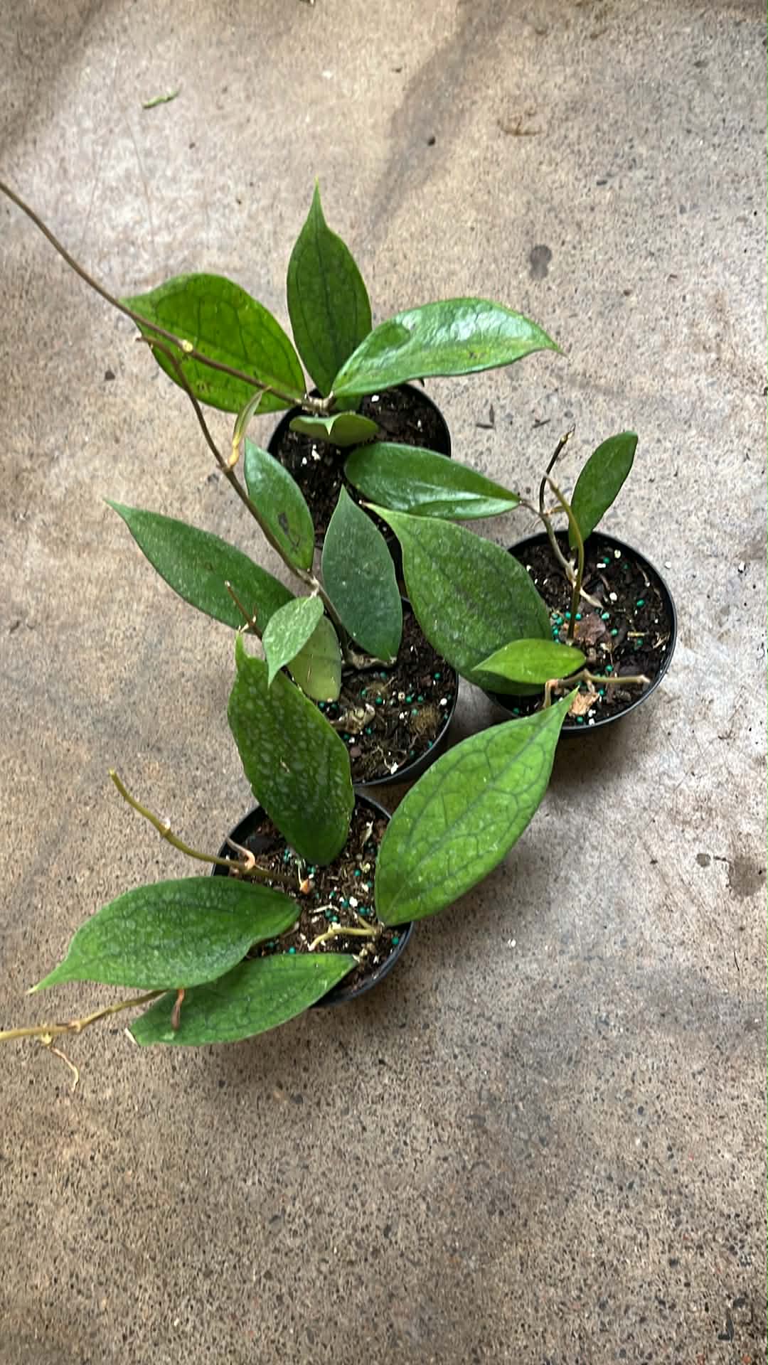 Hoya Jennifer