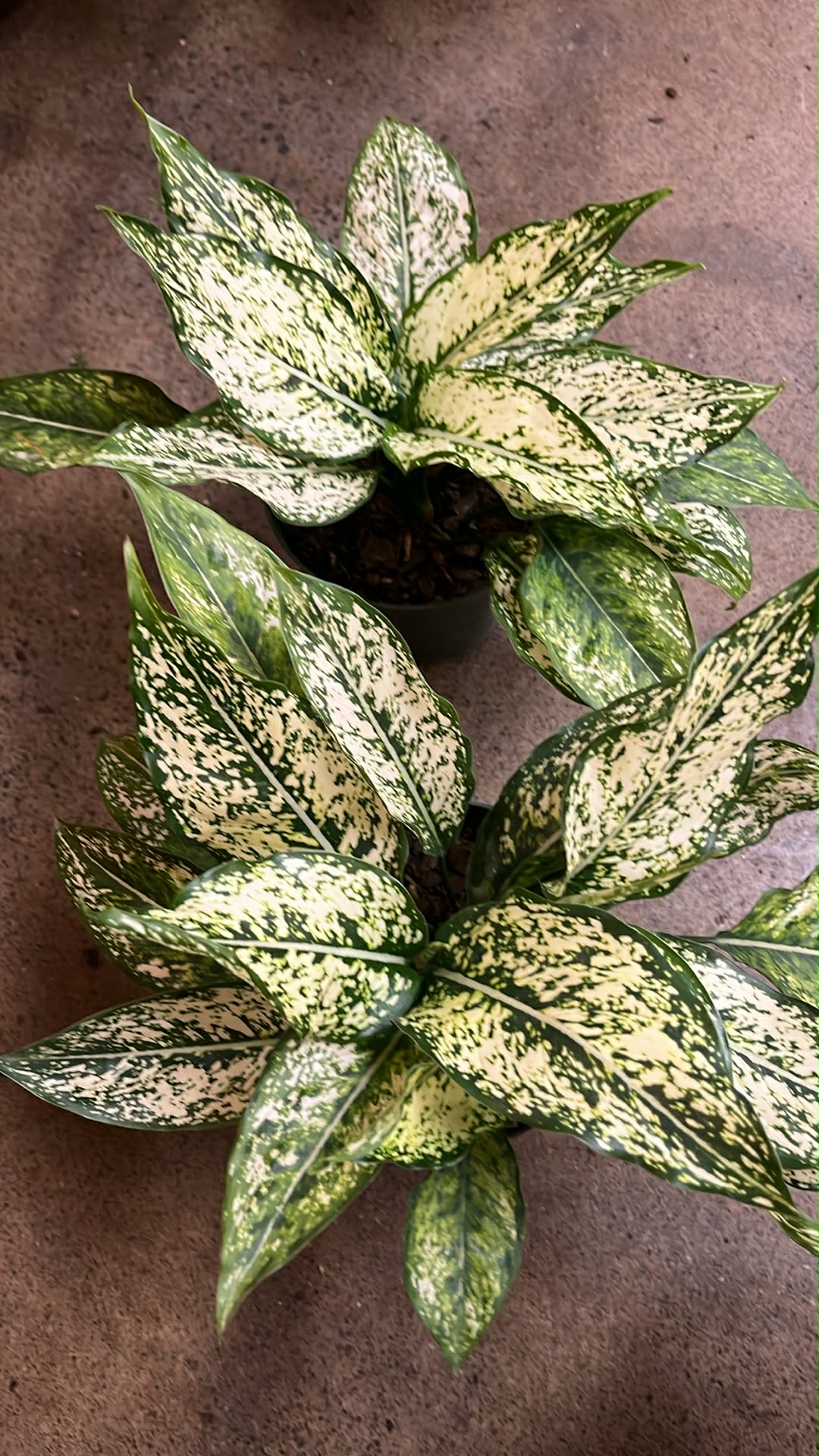 Aglaonema Snow White