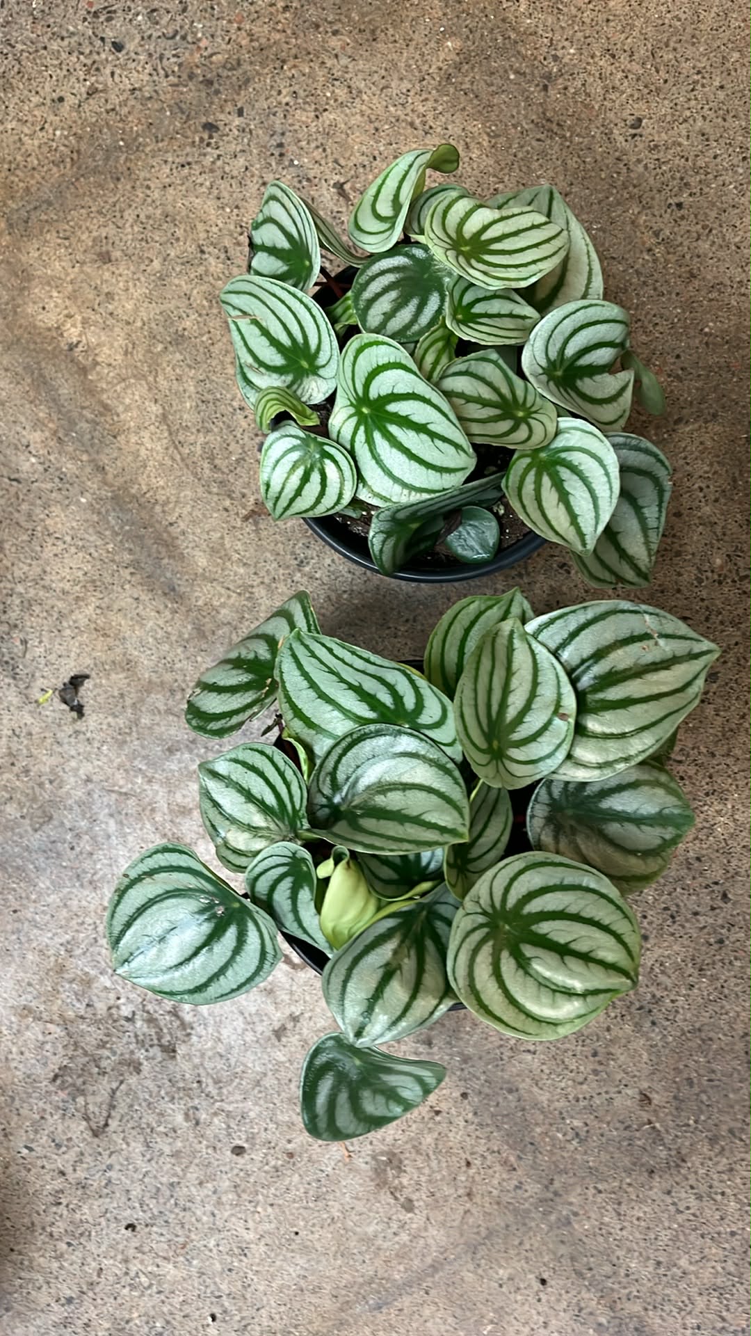 Peperomia Melon d'eau