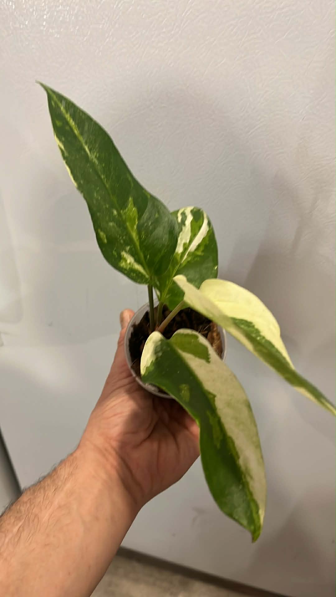 Anthurium hookeri variegata